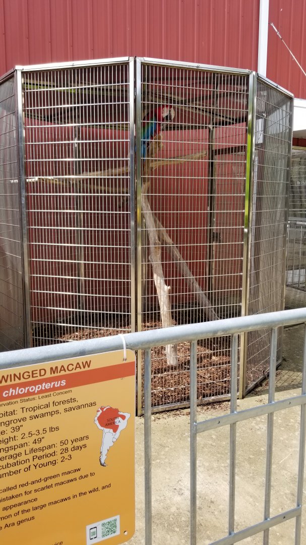 Brights Zoo - Green-winged Macaw