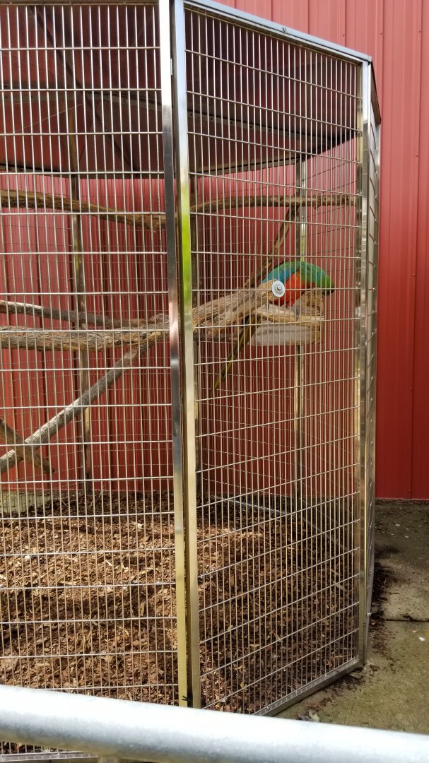 Brights Zoo - "Harlequin Macaw" hybrid, Green-winged x Blue and Gold