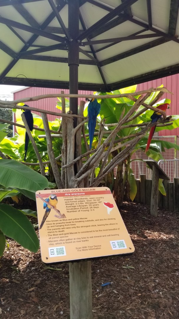 Brights Zoo - Hyacinth, Blue and Gold, Scarlet Macaws