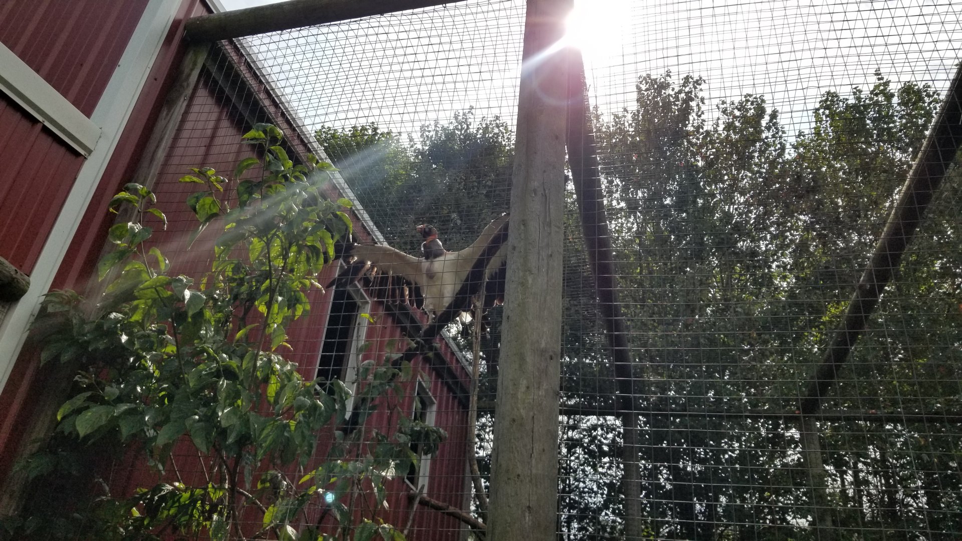 Brights Zoo - King Vulture