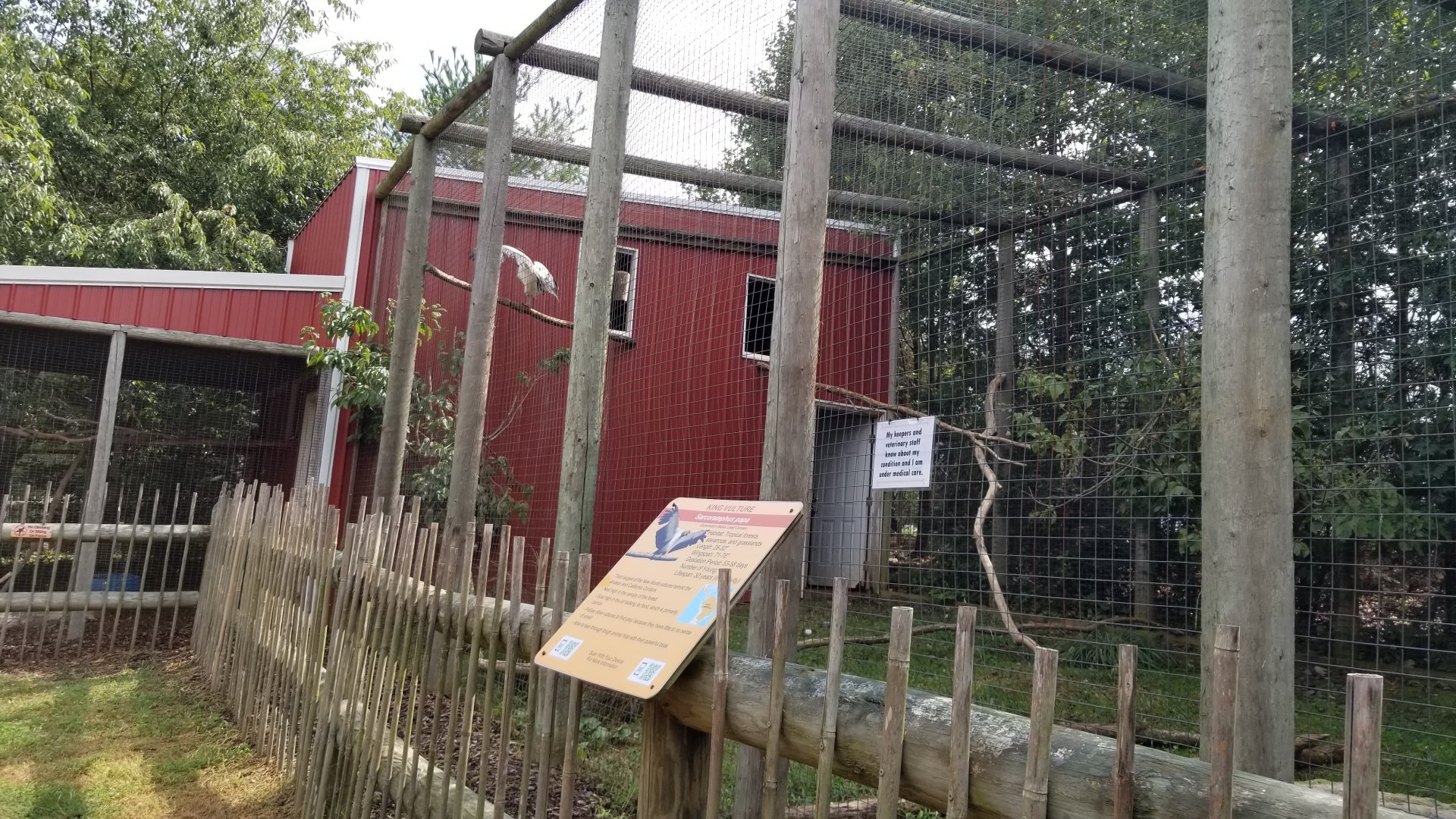 Brights Zoo - King Vulture