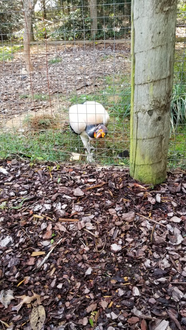 Brights Zoo - King Vulture