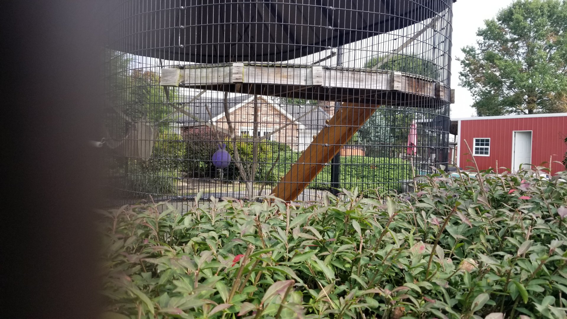 Brights Zoo - Lar Gibbon exhibit