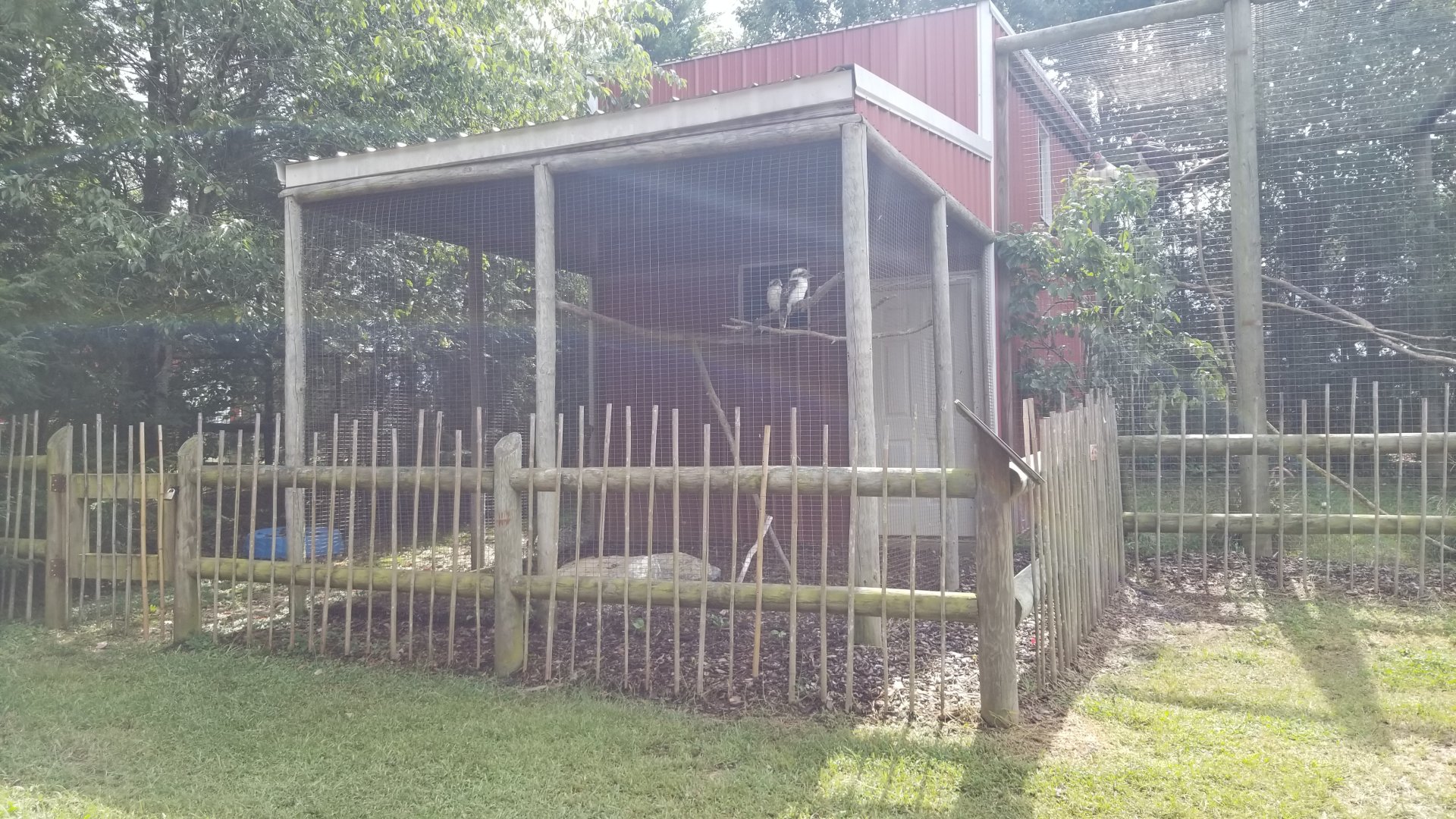 Brights Zoo - Laughing Kookaburra #1