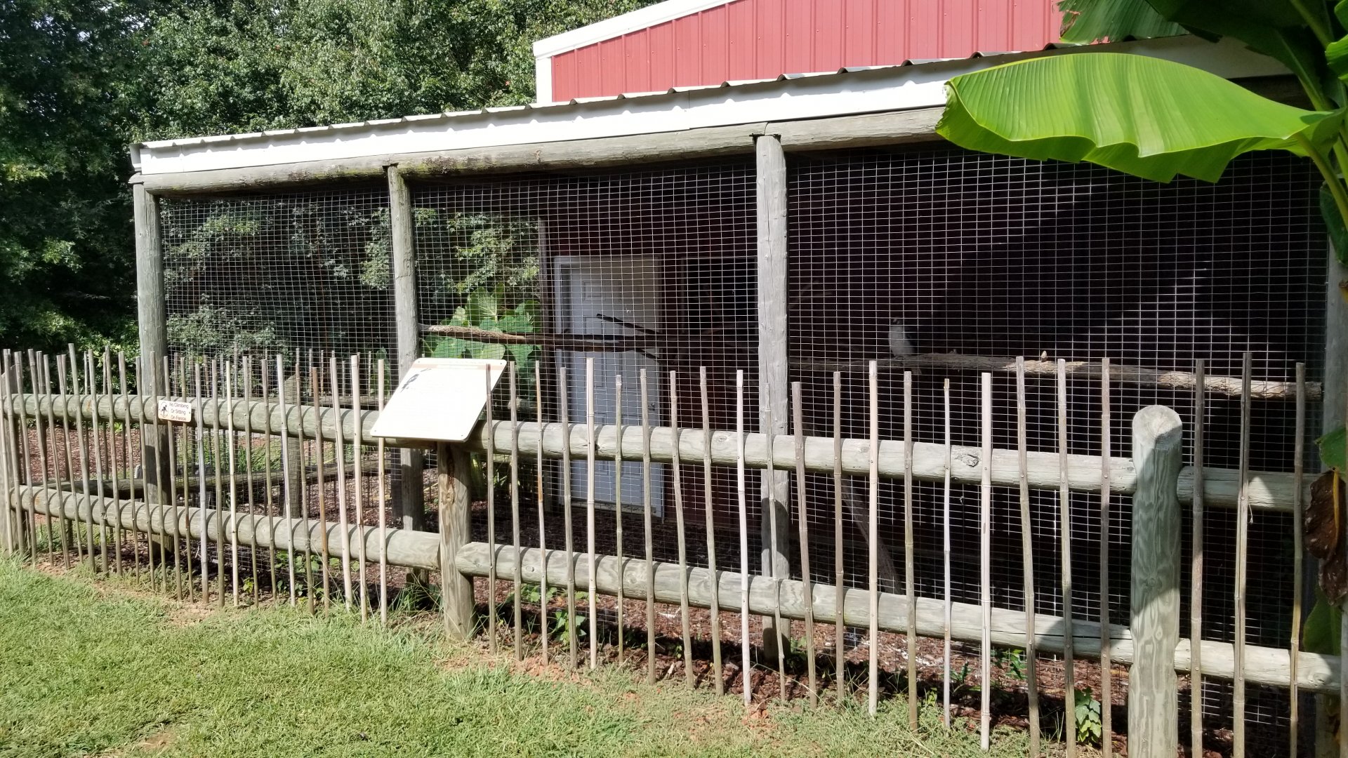 Brights Zoo - Laughing Kookaburra #2