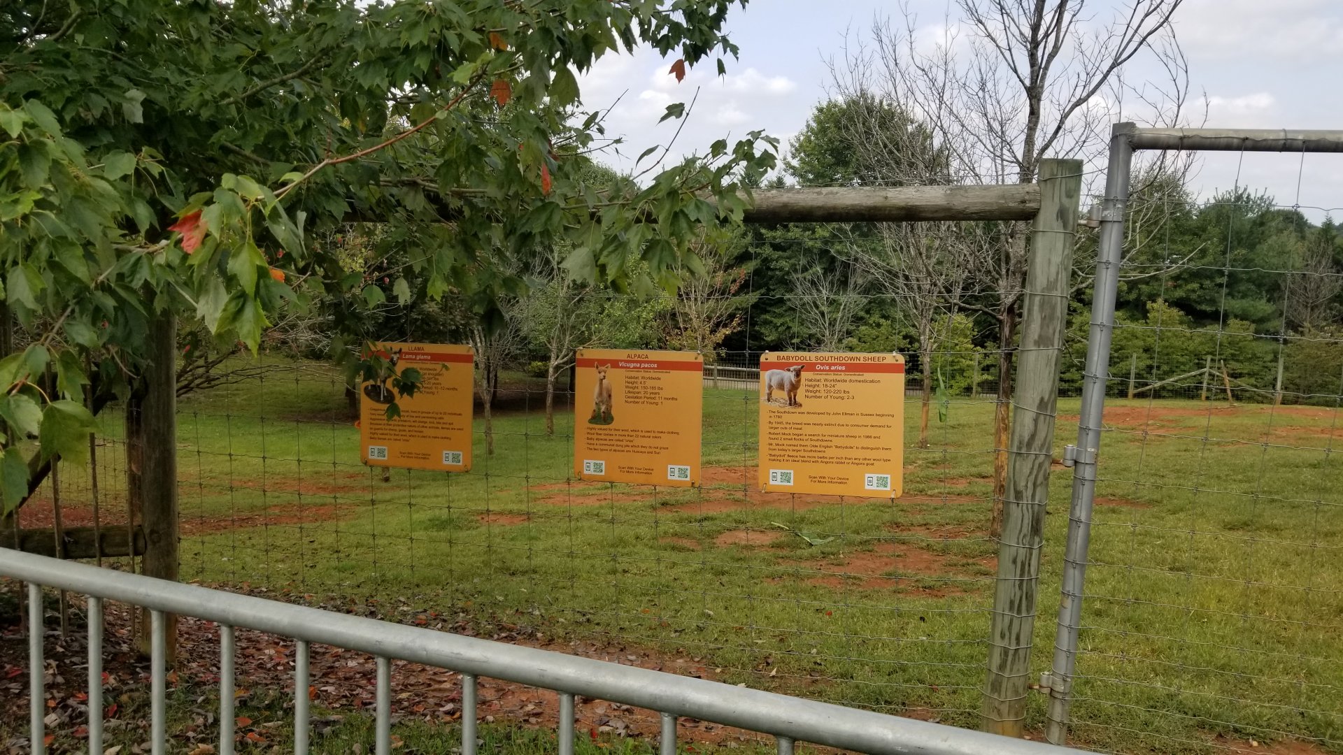 Brights Zoo - Llama, alpaca, southdown sheep yard