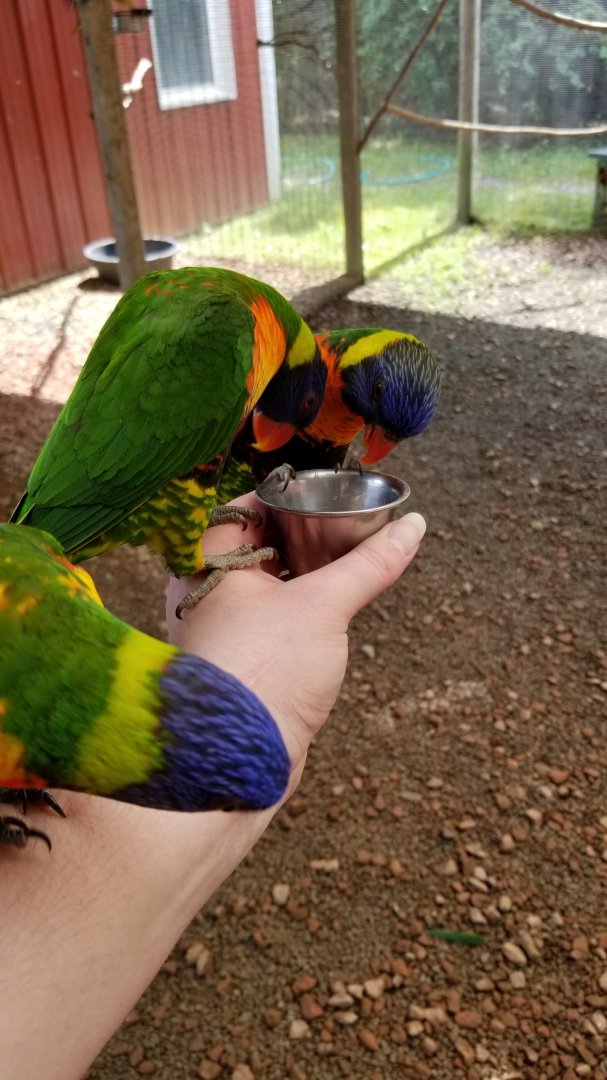 Brights Zoo - Lorikeet feeding