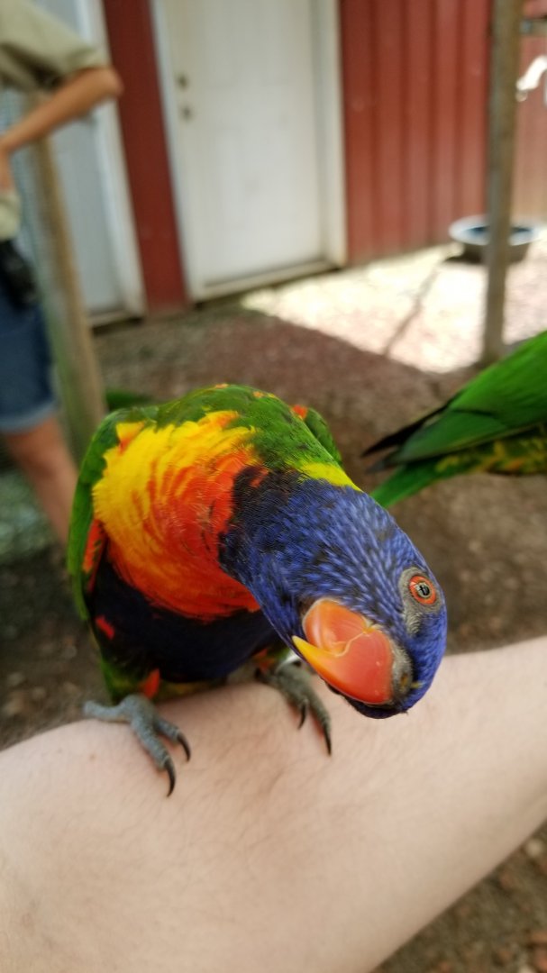 Brights Zoo - Lorikeet
