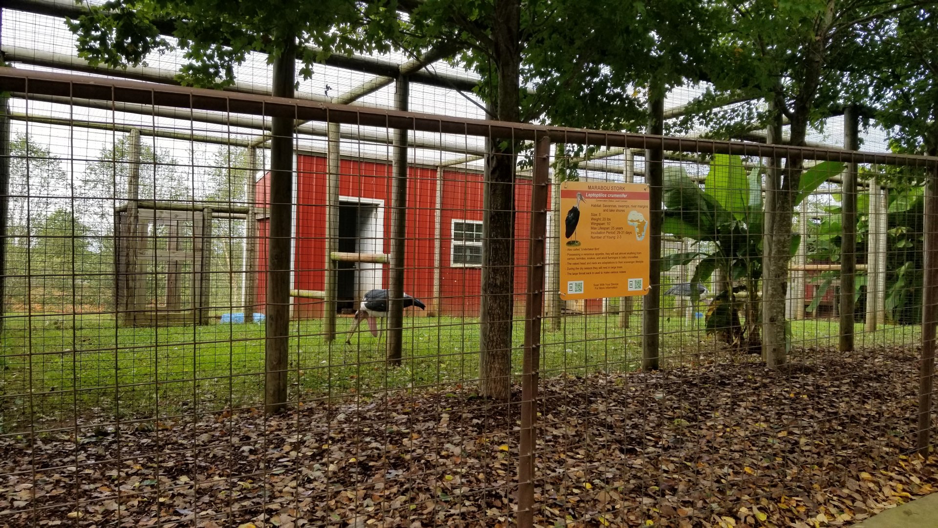 Brights Zoo - Marabou Storks