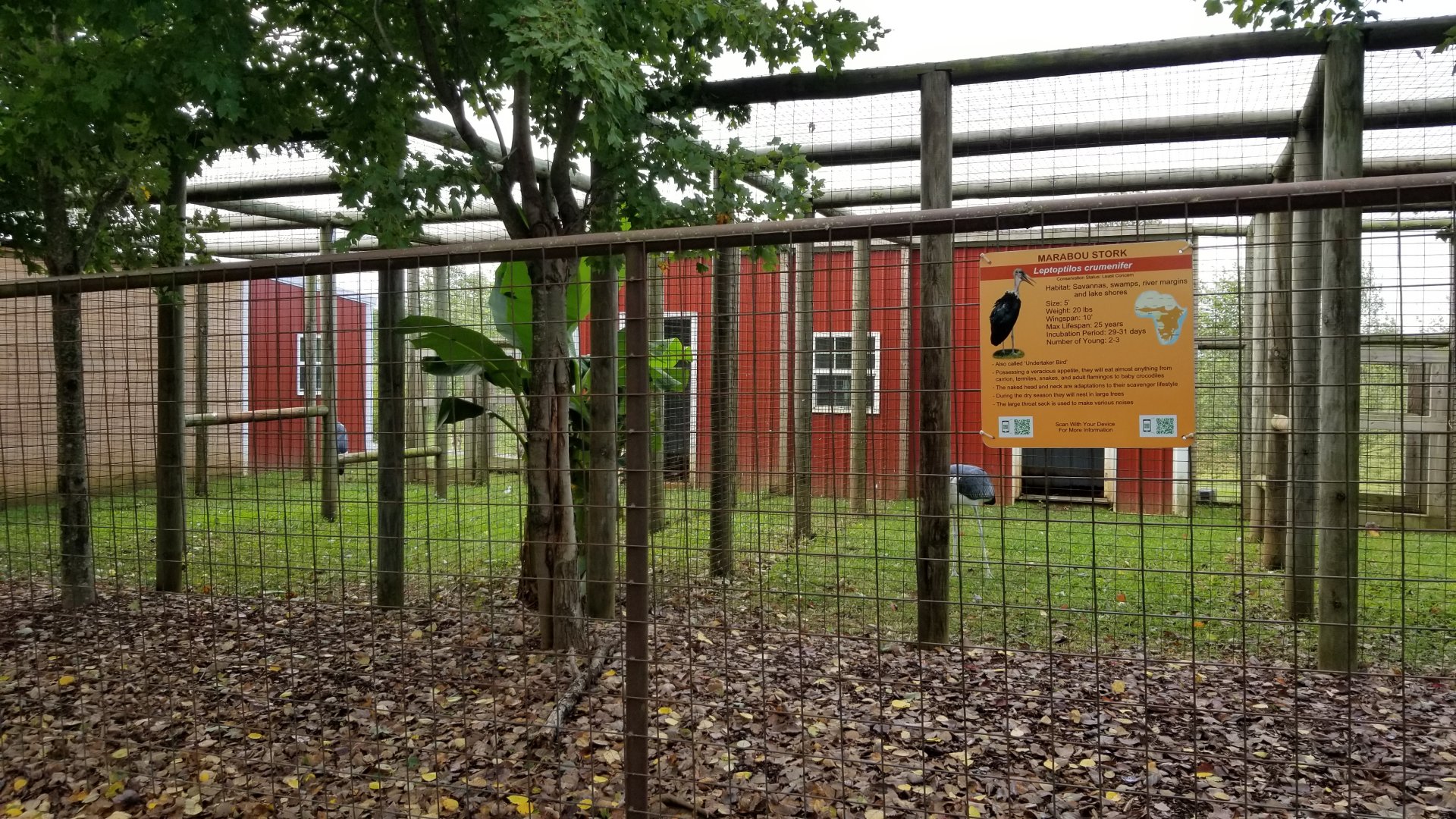 Brights Zoo - Marabou Storks