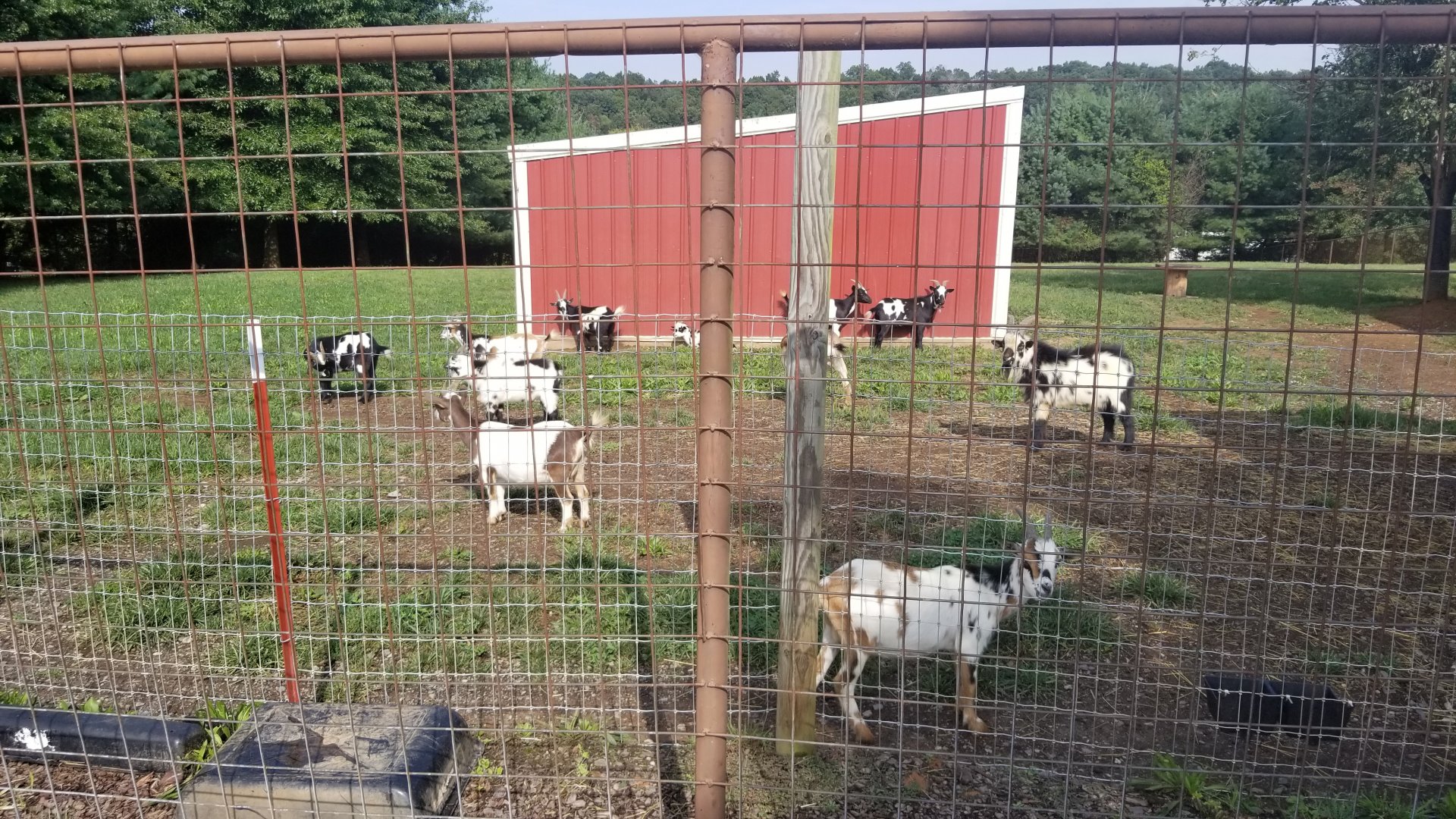 Brights Zoo - Nigerian dwarf goats