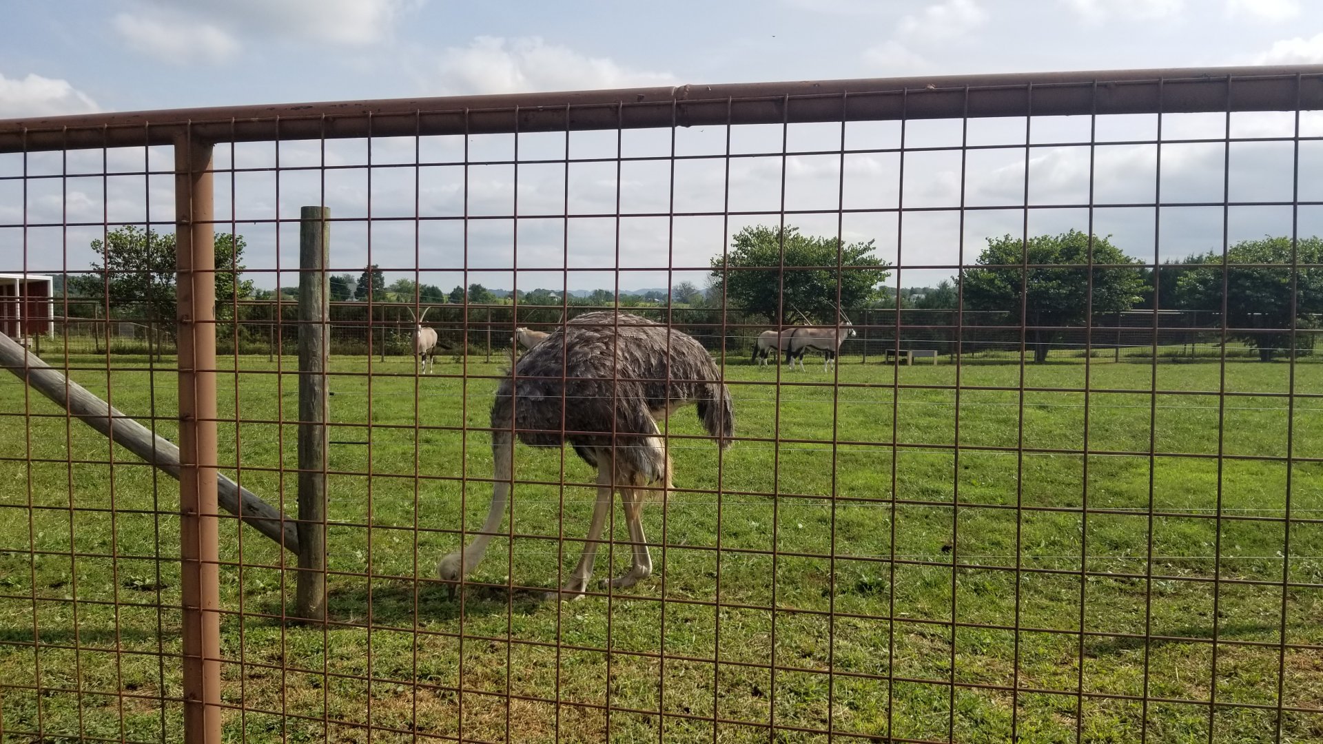 Brights Zoo - Ostrich, Gemsbok
