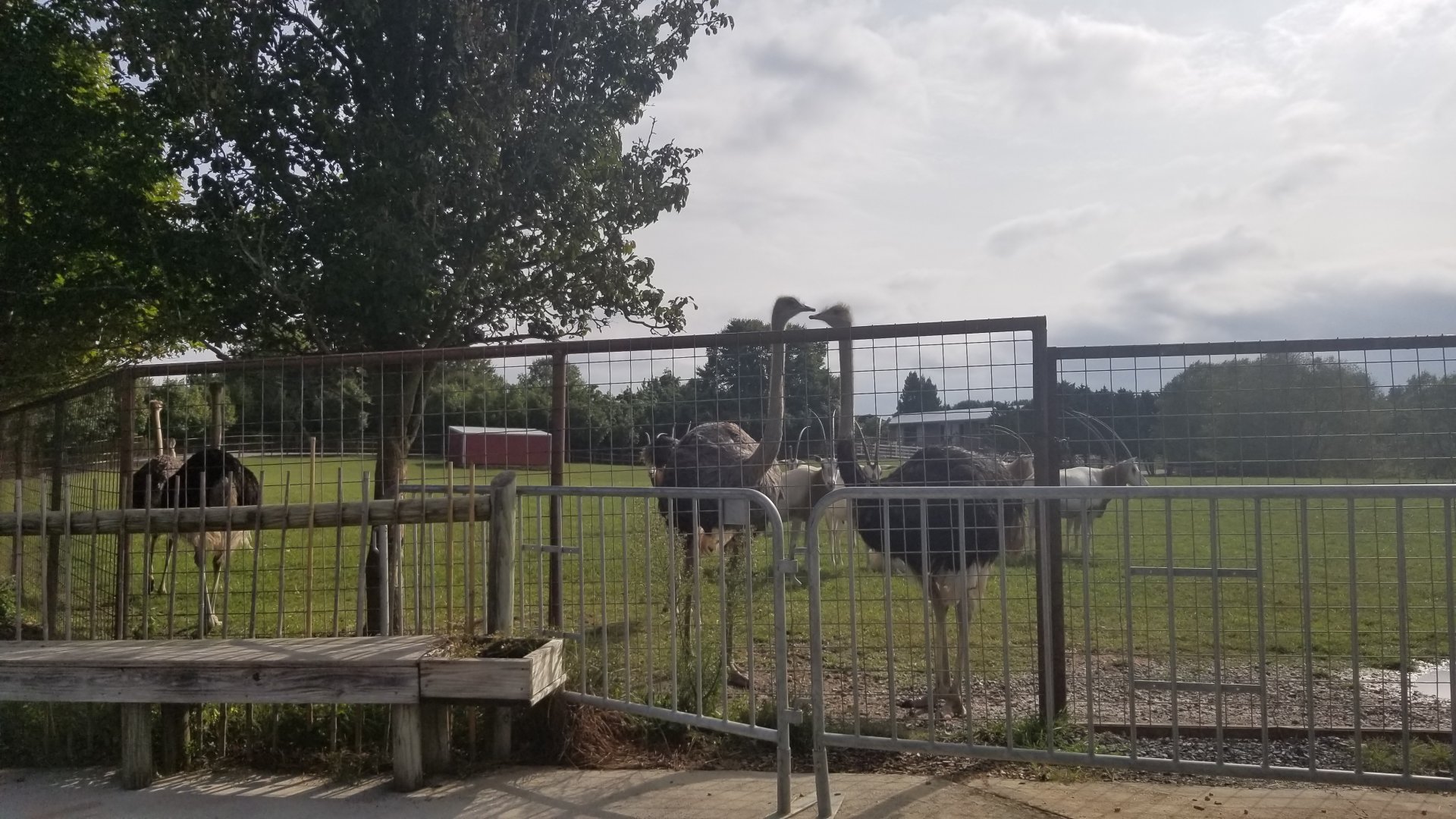 Brights Zoo - Ostriches again. They followed me all around
