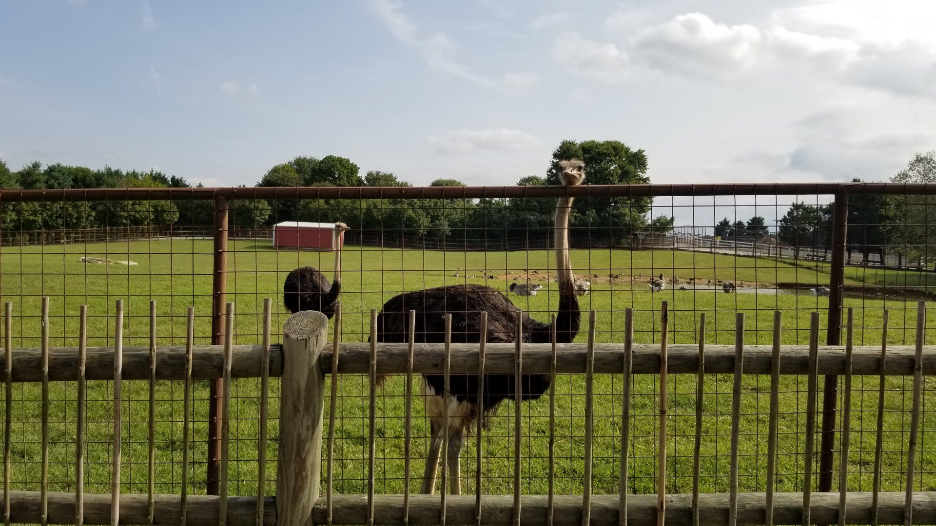 Brights Zoo - Ostriches