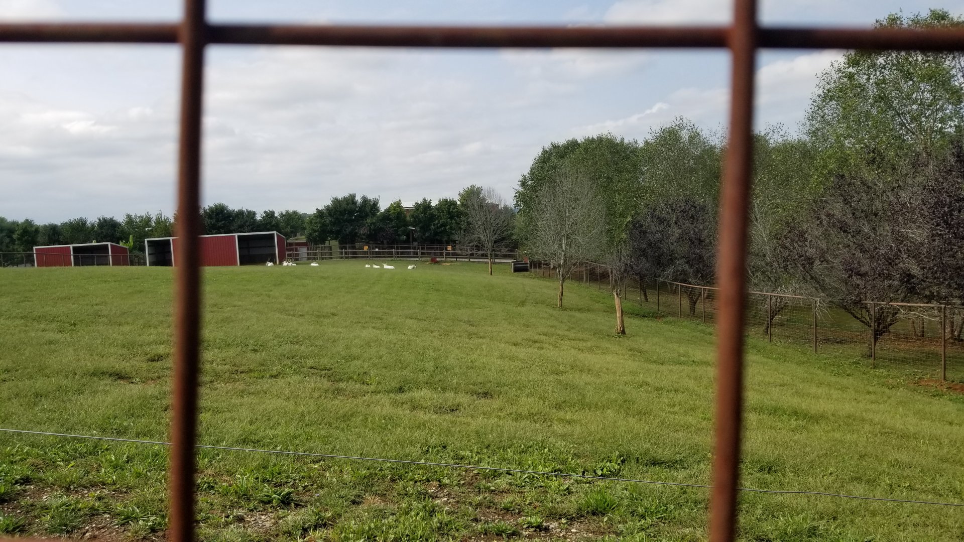 Brights Zoo - Other side of Addax yard