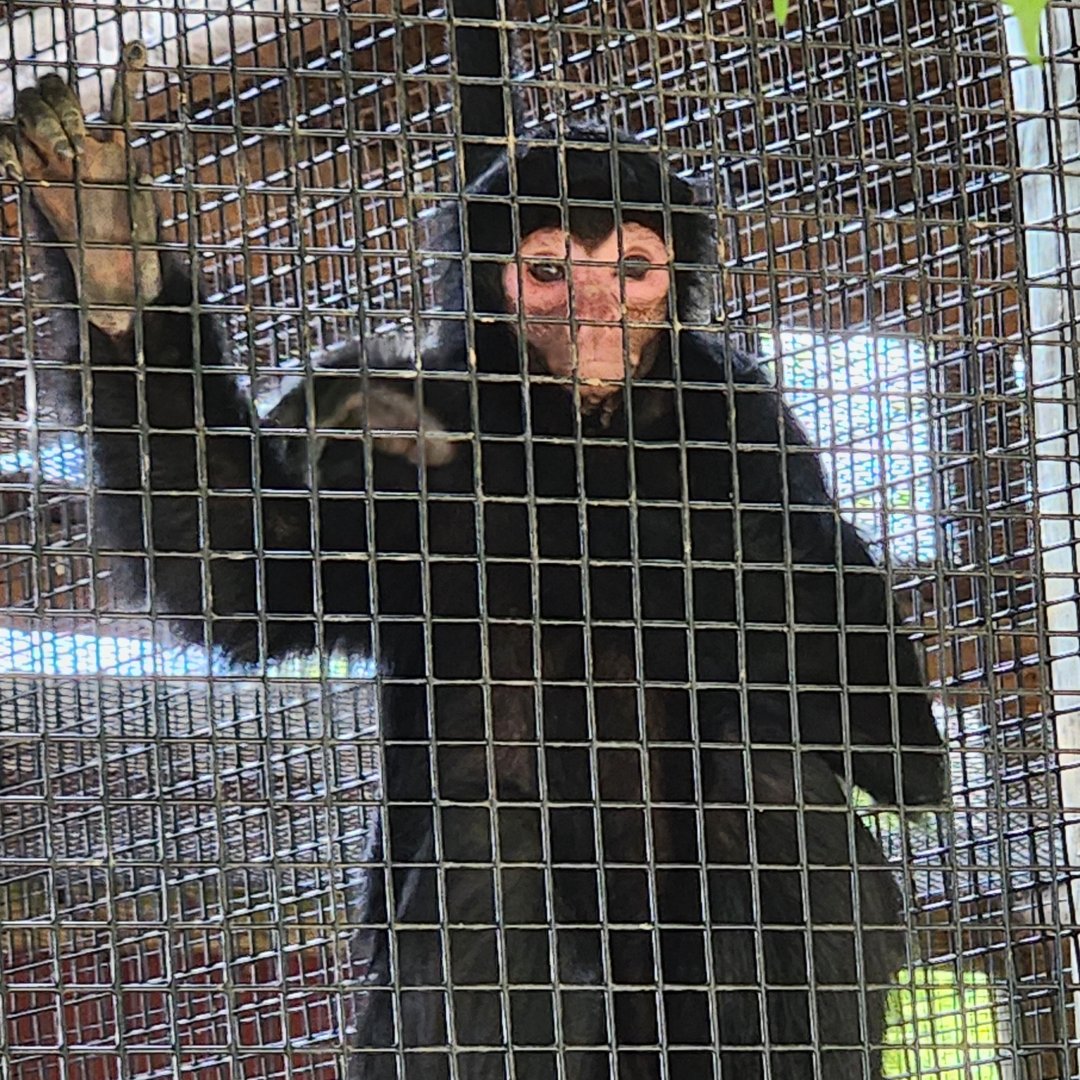 Brights Zoo - Red-faced Spider Monkey