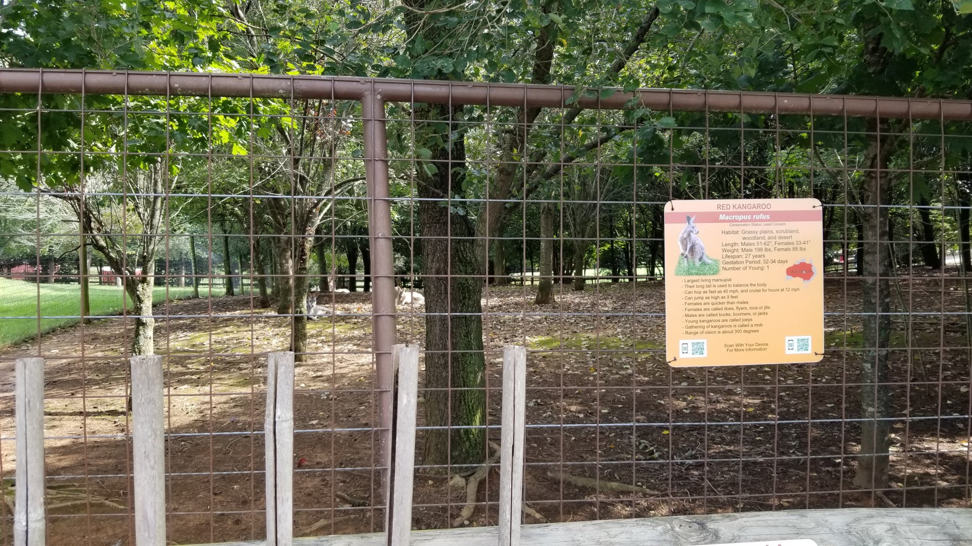 Brights Zoo - Red Kangaroos, HUGE yard