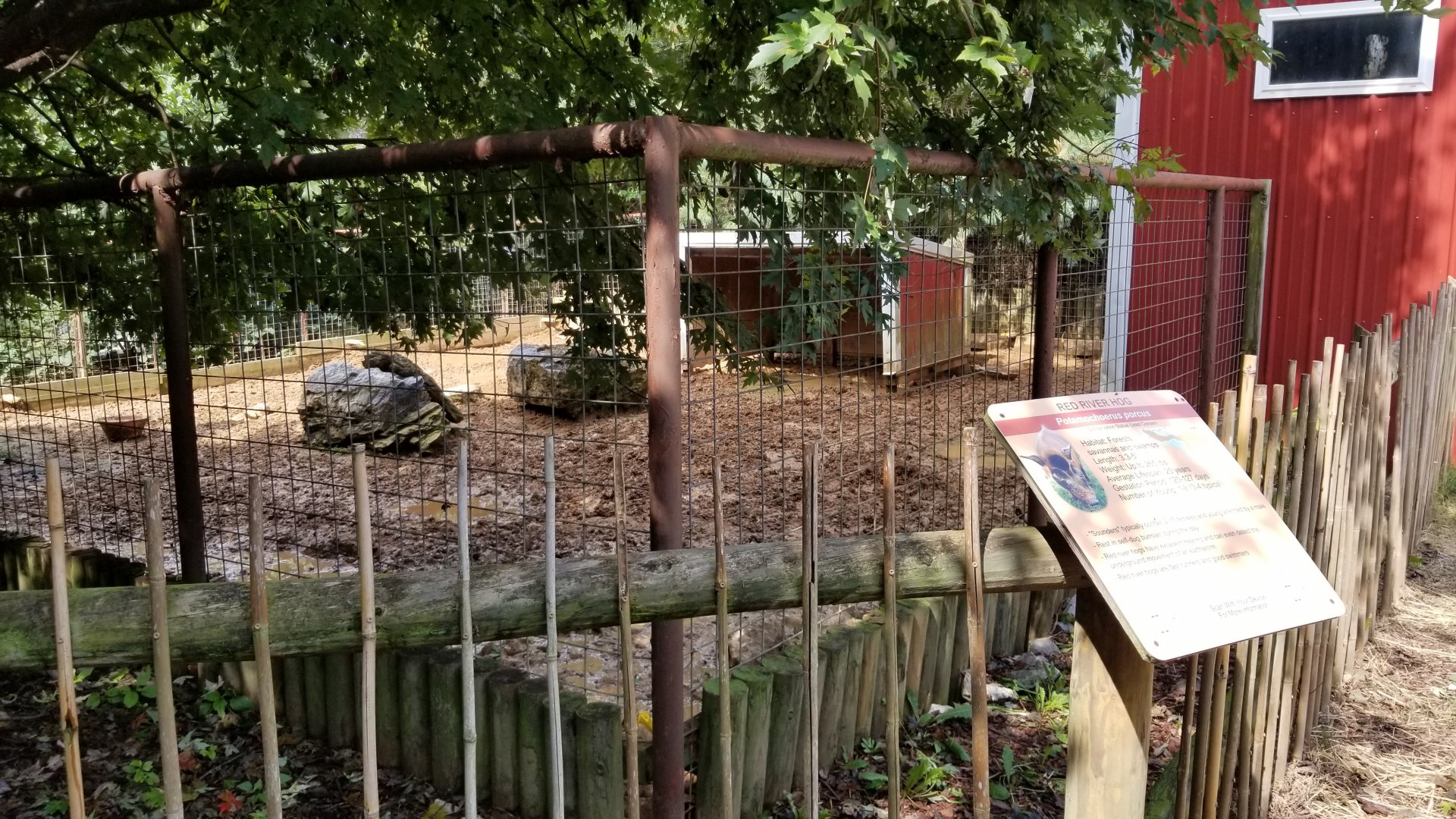 Brights Zoo - Red River Hog yard