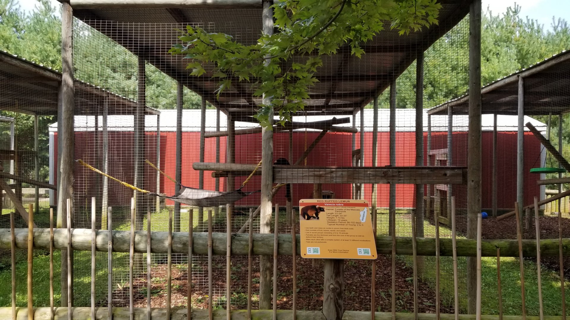 Brights Zoo - Red Ruffed Lemur