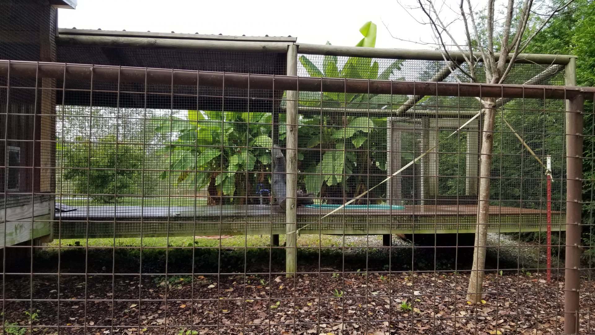 Brights Zoo - Right side of Small-clawed Otter exhibit
