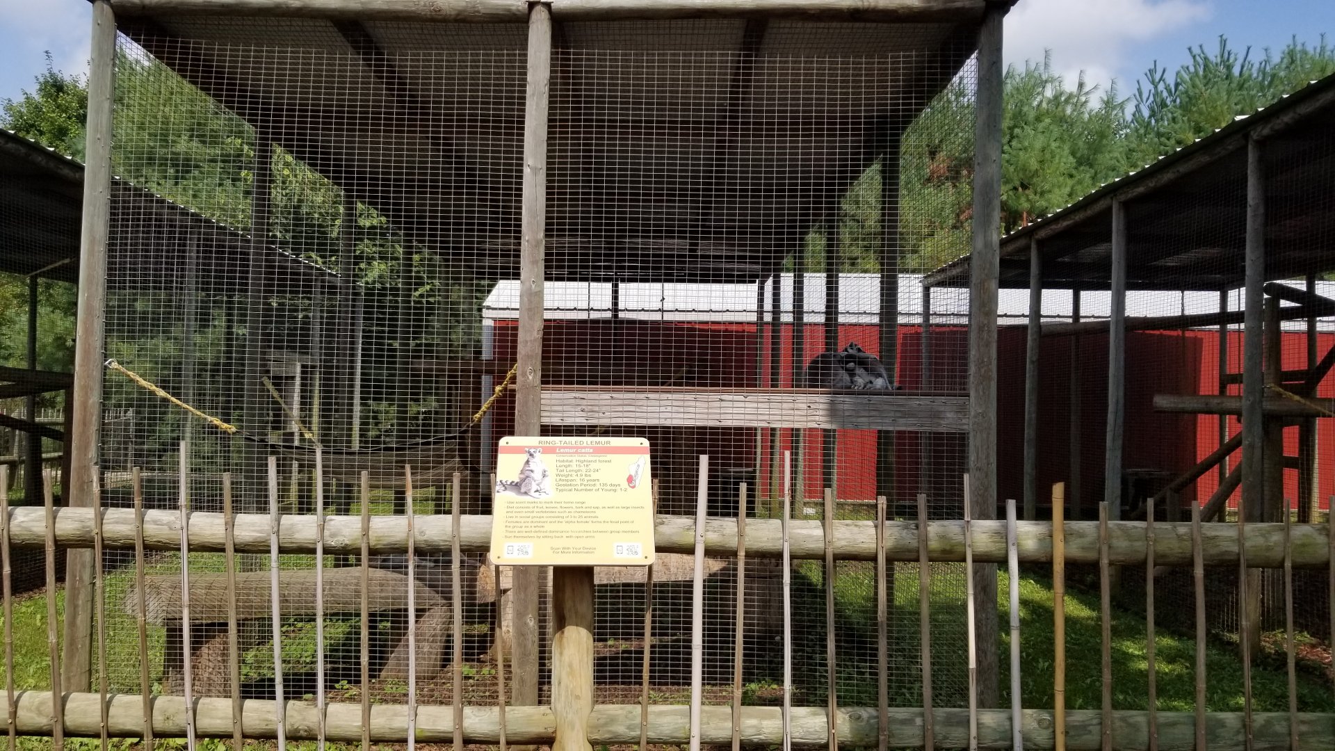 Brights Zoo - Ring-tailed Lemurs