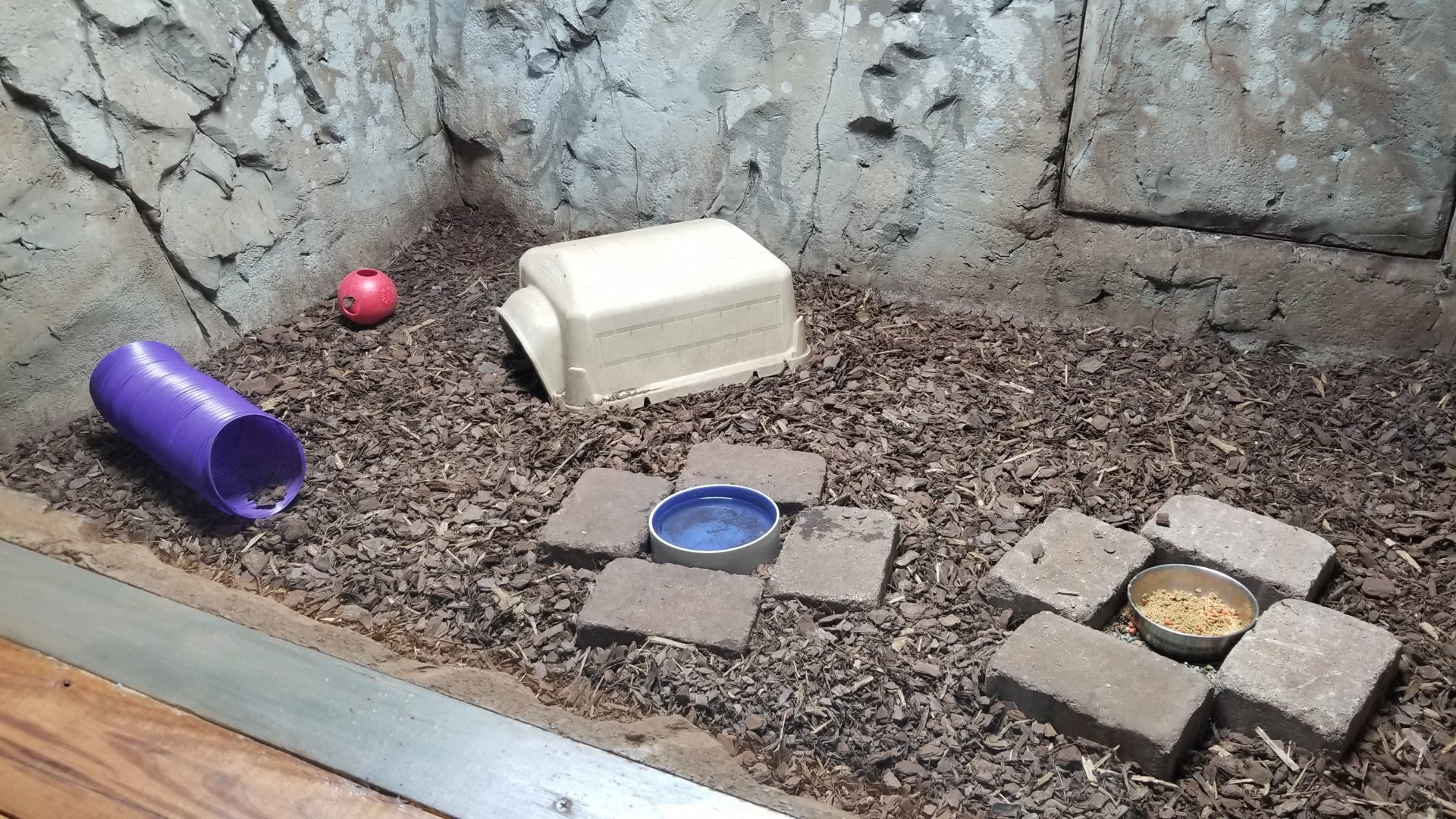 Brights Zoo - SA Building, Armadillo