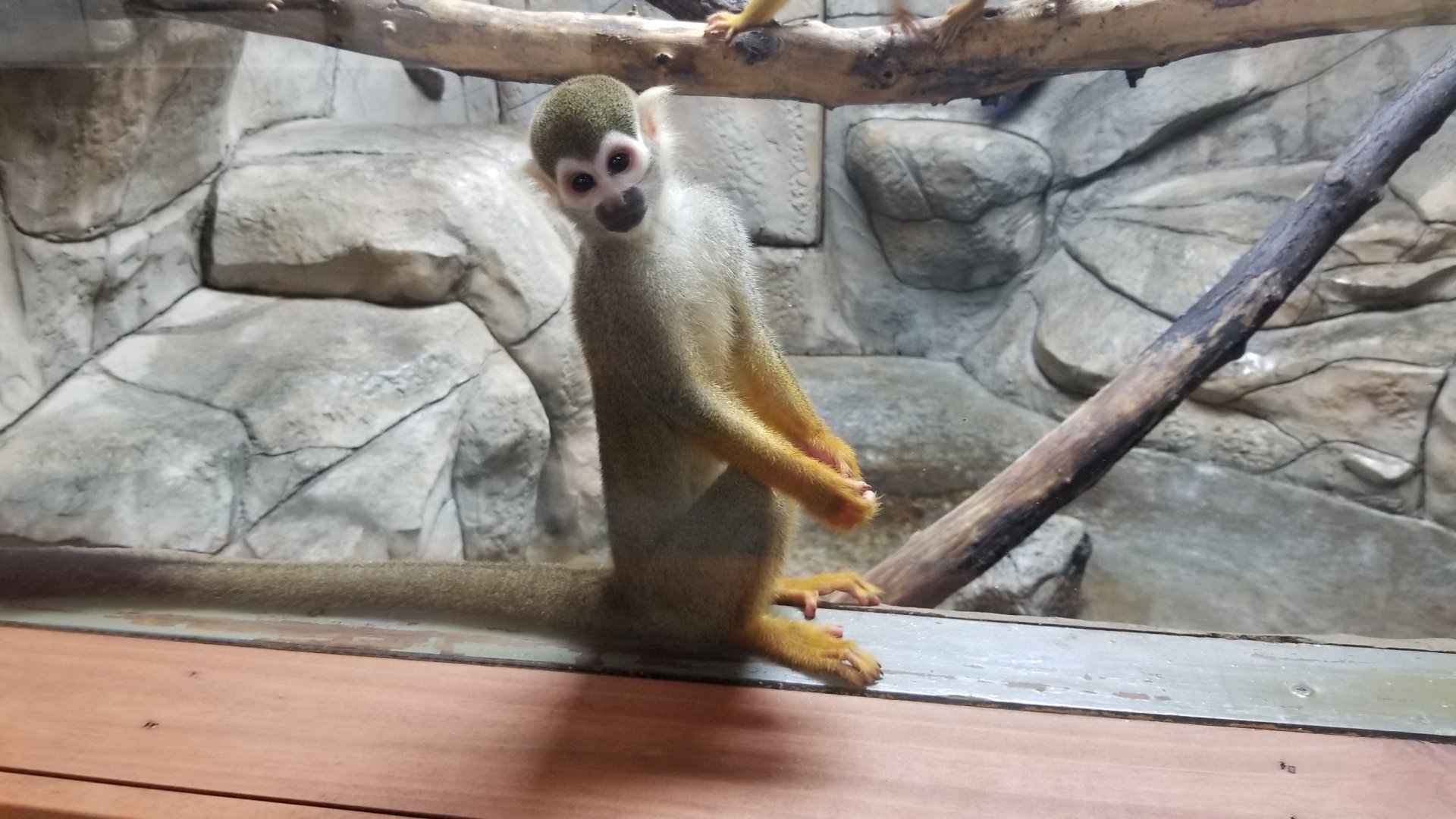 Brights Zoo - SA Building, Common Squirrel Monkey