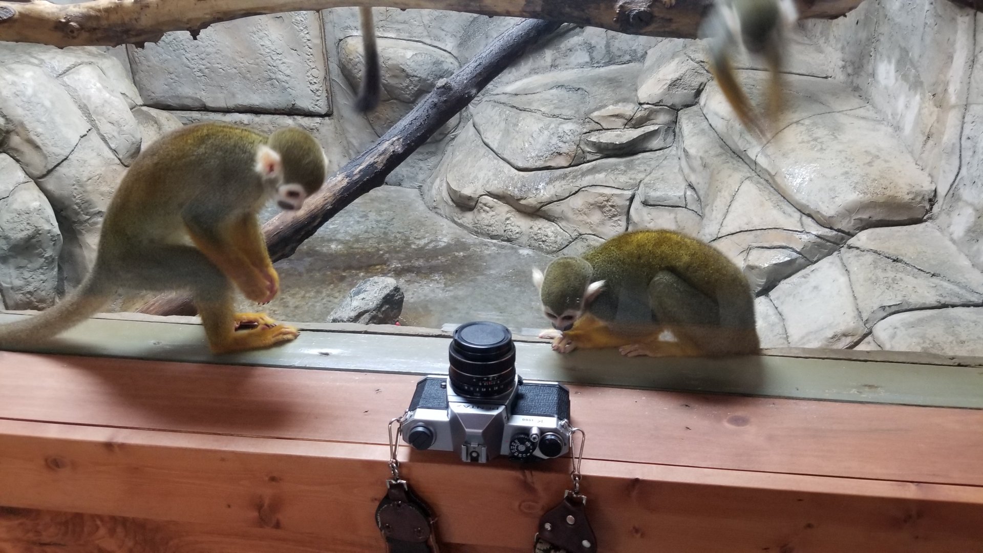Brights Zoo - SA Building, Common Squirrel Monkeys