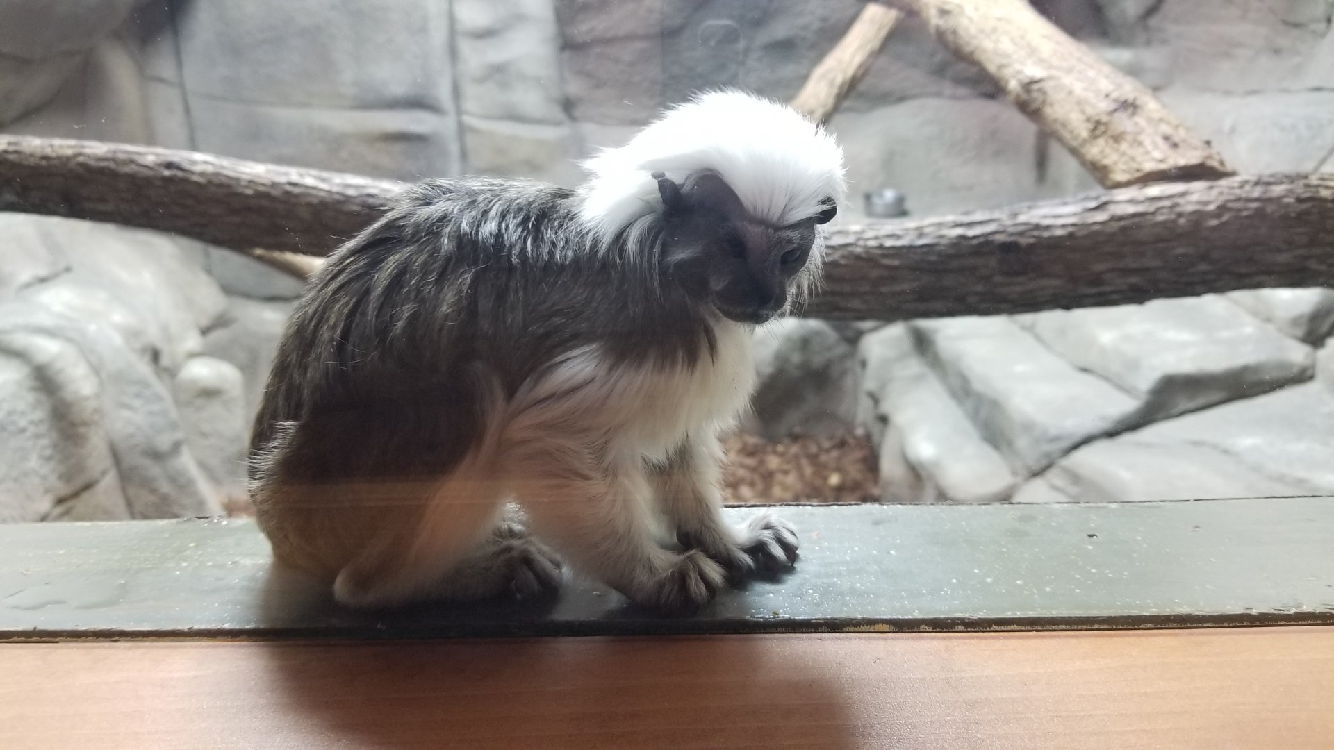 Brights Zoo - SA Building, Cotton-top Tamarin