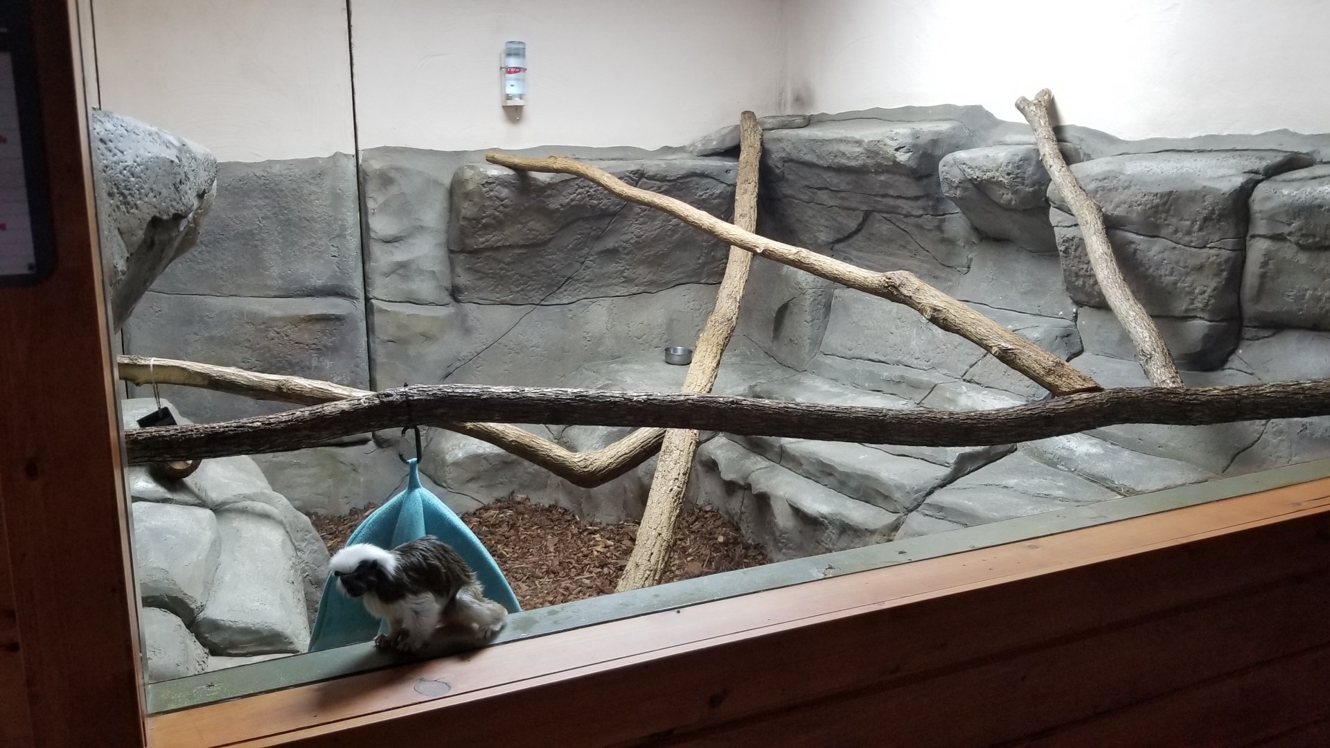 Brights Zoo - SA Building, Cotton-top Tamarins