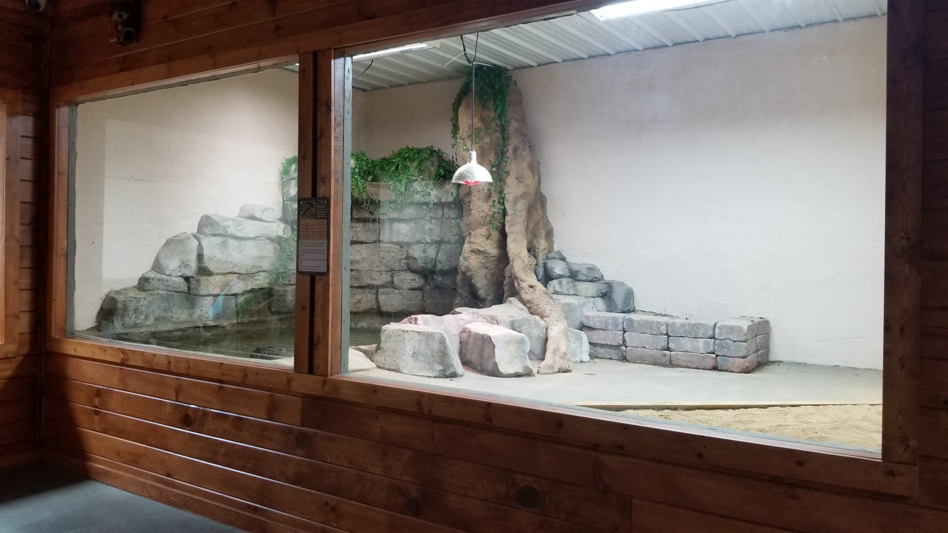 Brights Zoo - SA Building, Cuvier's Dwarf Caiman