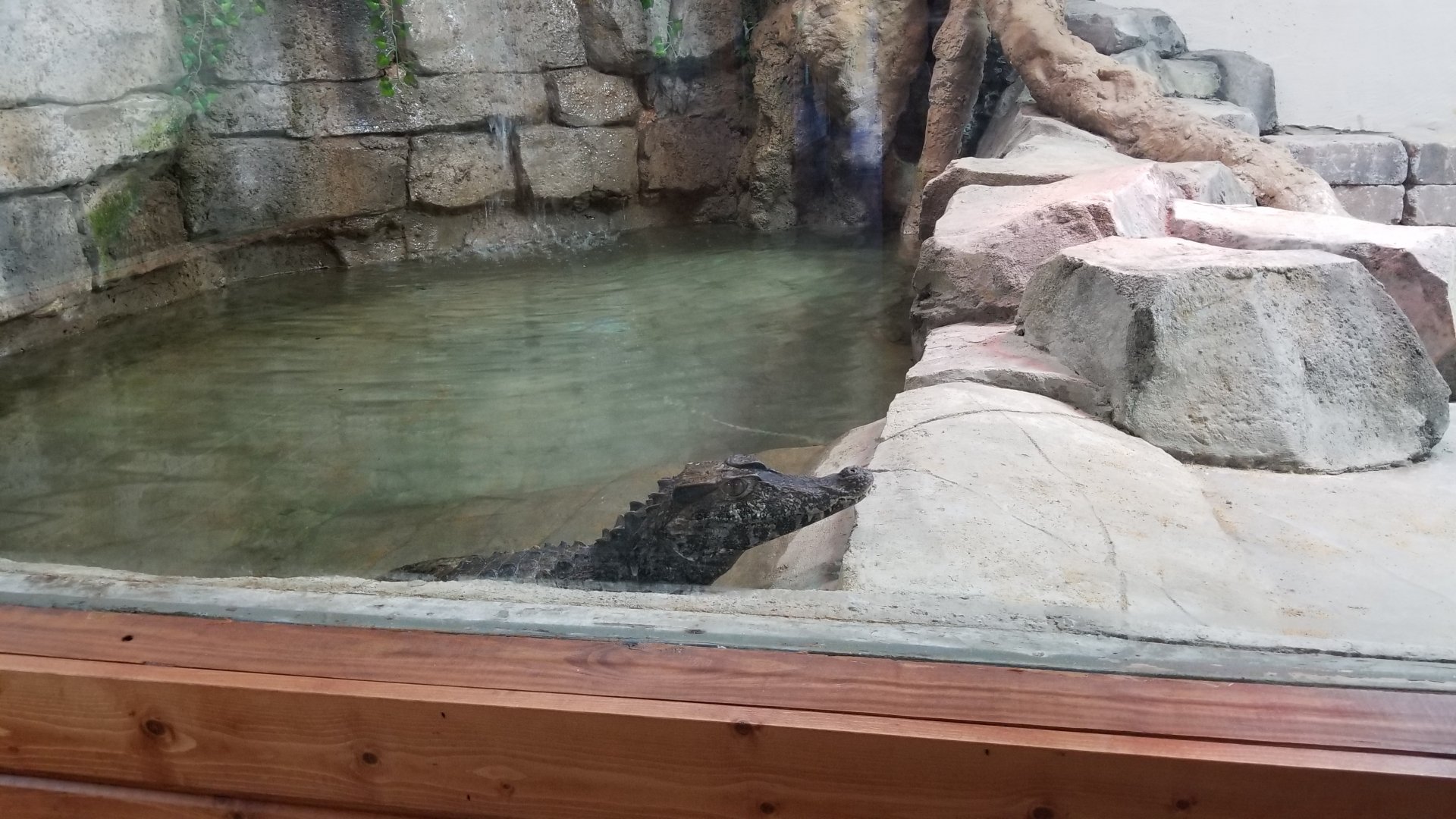 Brights Zoo - SA Building, Cuvier's Dwarf Caiman