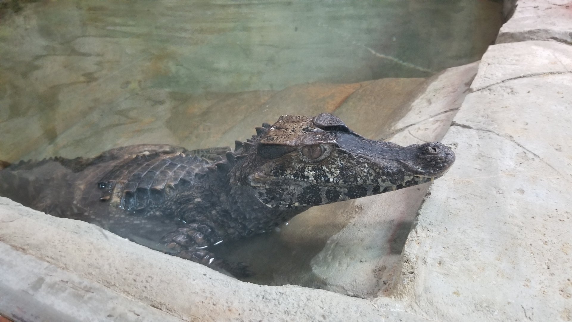 Brights Zoo - SA Building, Cuvier's Dwarf Caiman
