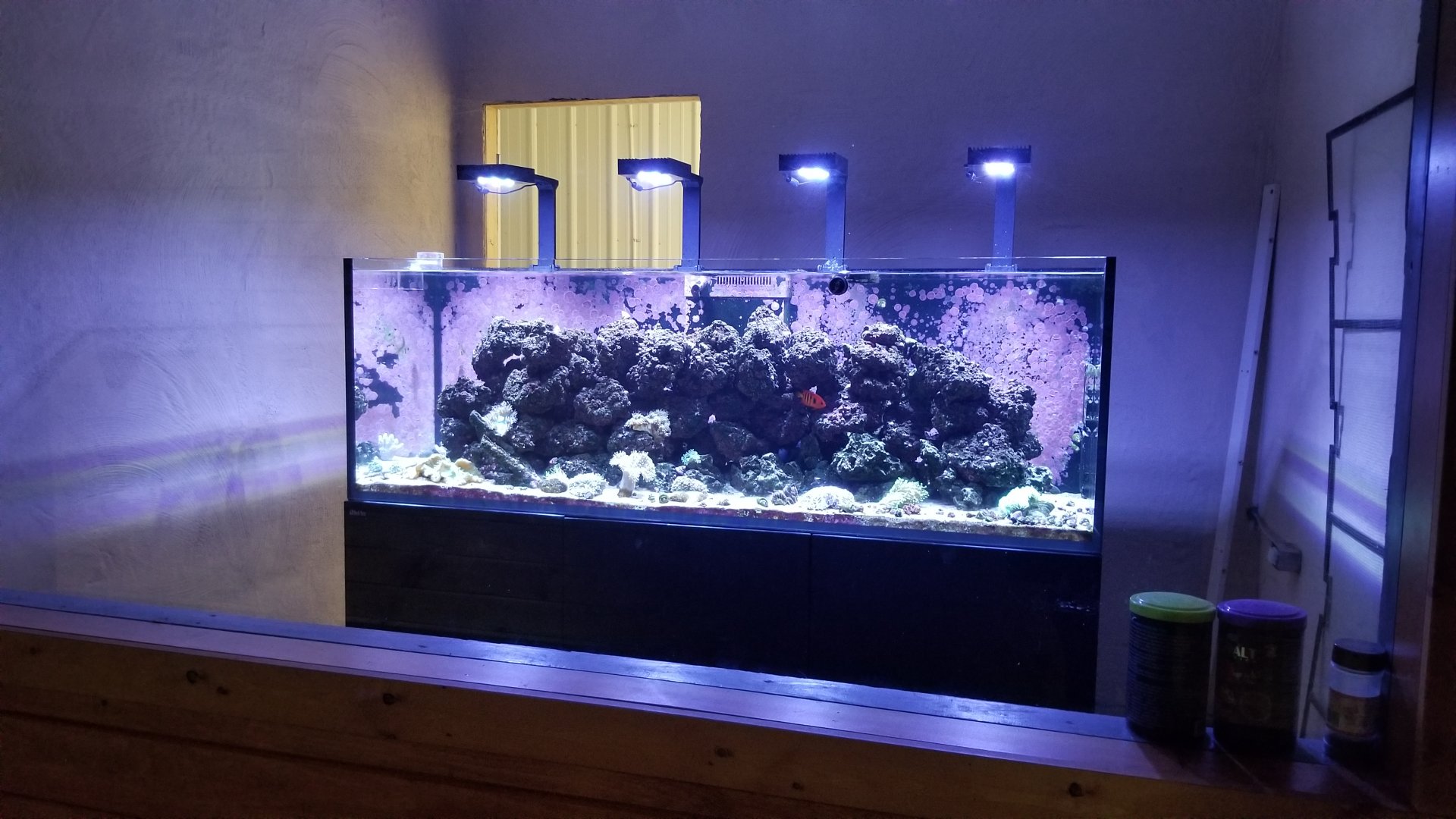 Brights Zoo - SA Building, Fish tank #1, unsigned