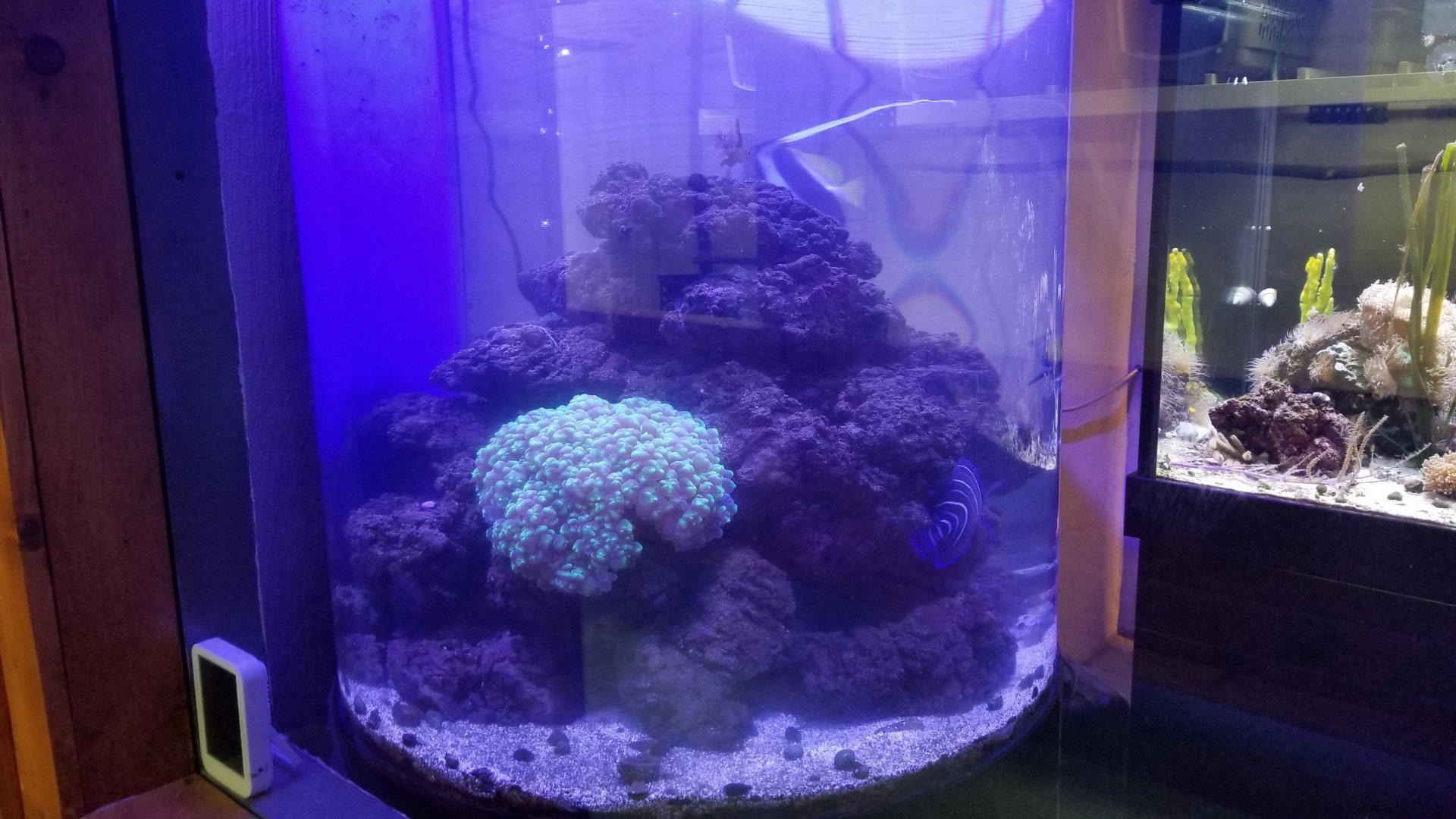 Brights Zoo - SA Building, Fish tank #2, round tank, unsigned