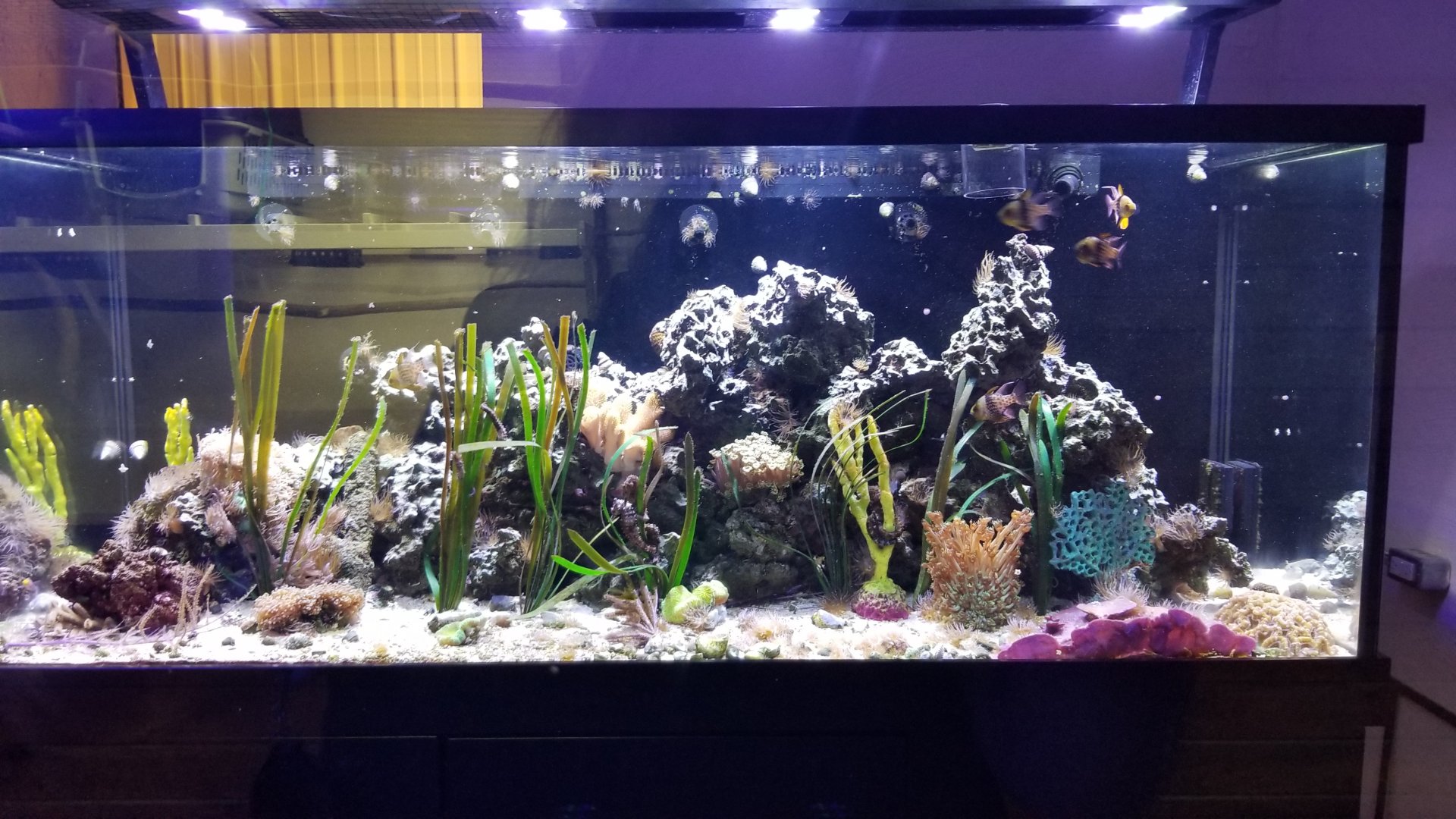 Brights Zoo - SA Building, Fish tank #3, unsigned, Pajama Cardinalfish, Seahorse sp