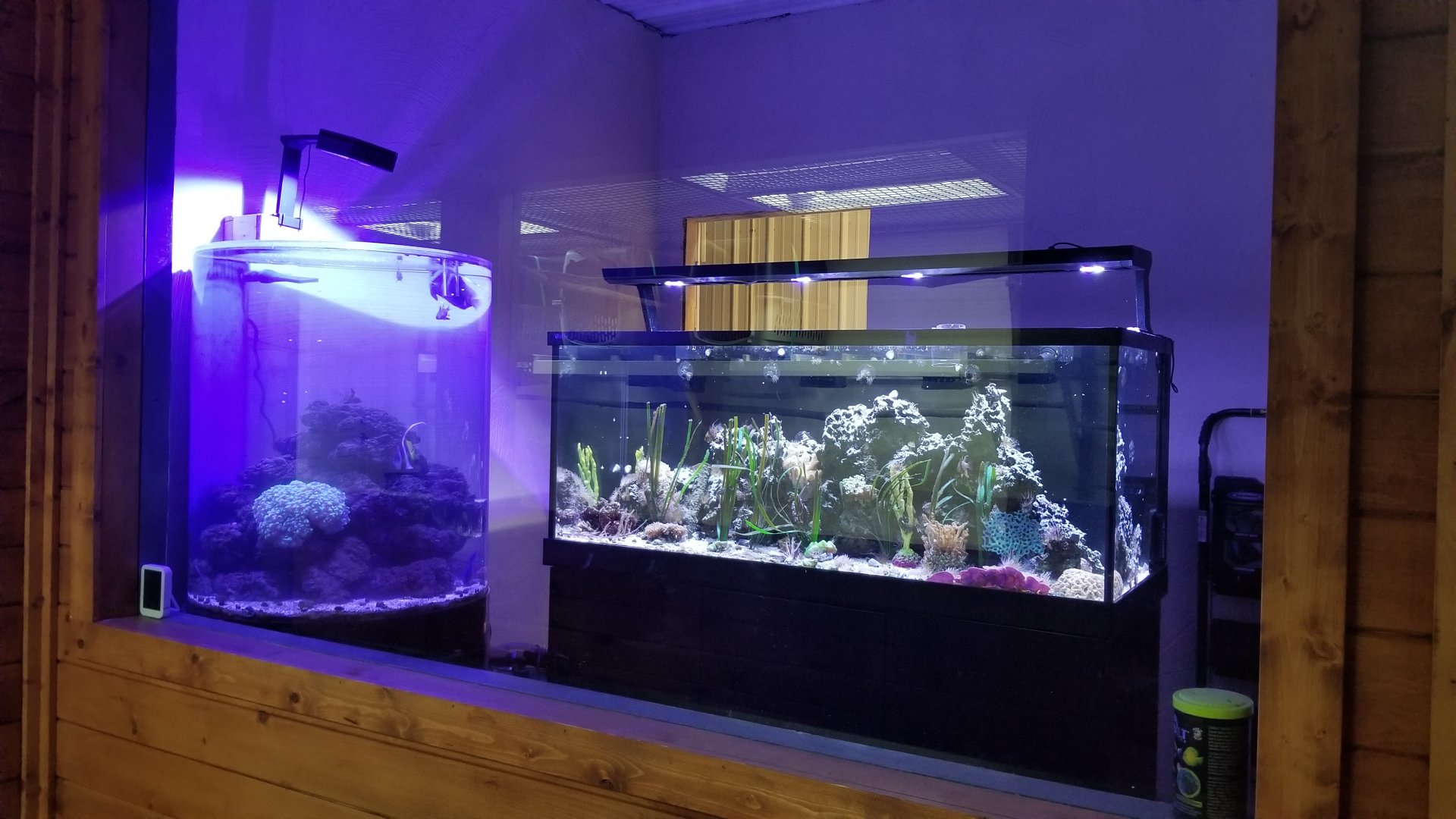 Brights Zoo - SA Building, Fish tank exhibit #2