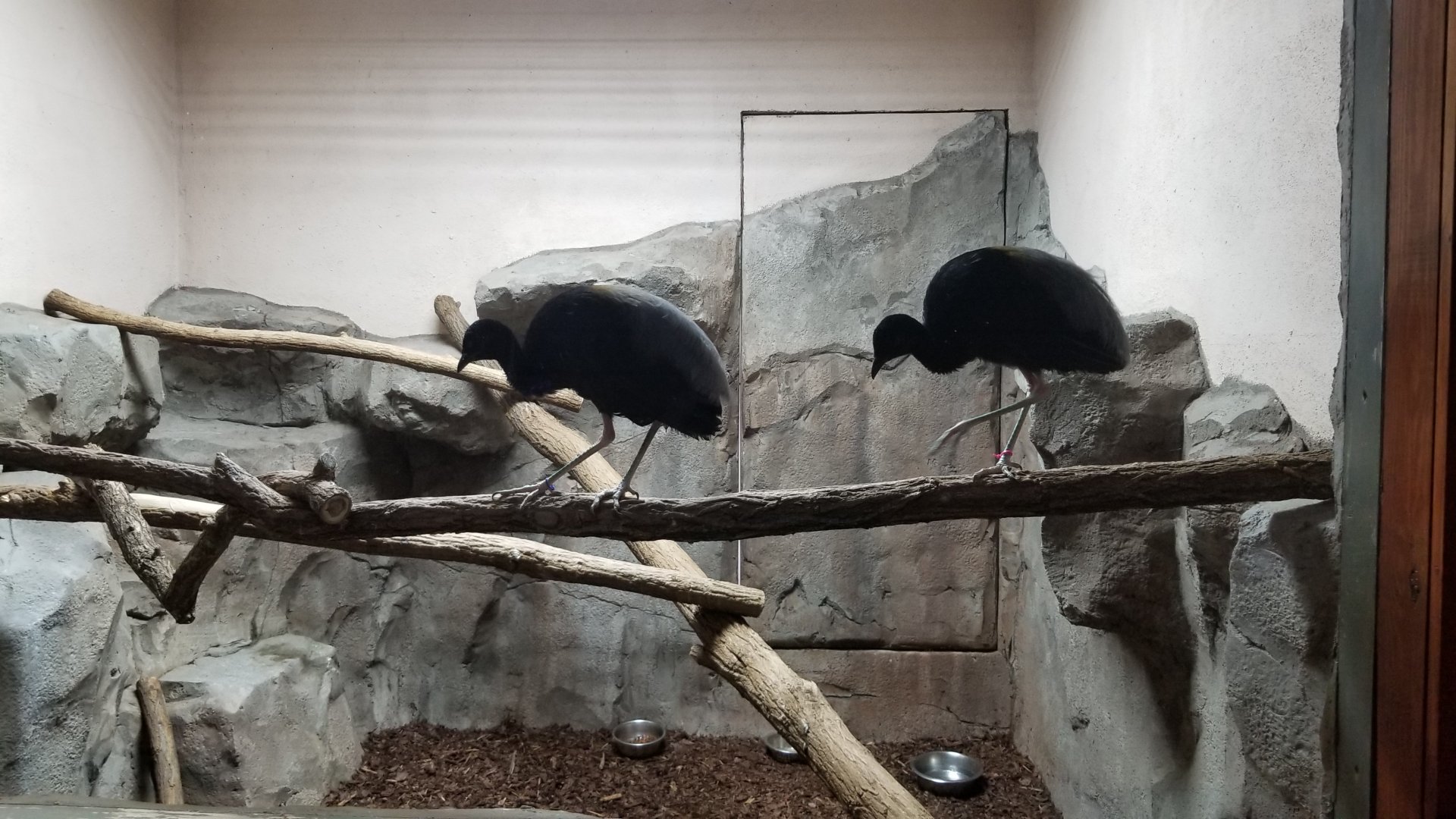 Brights Zoo - SA Building, Grey-winged Trumpeter