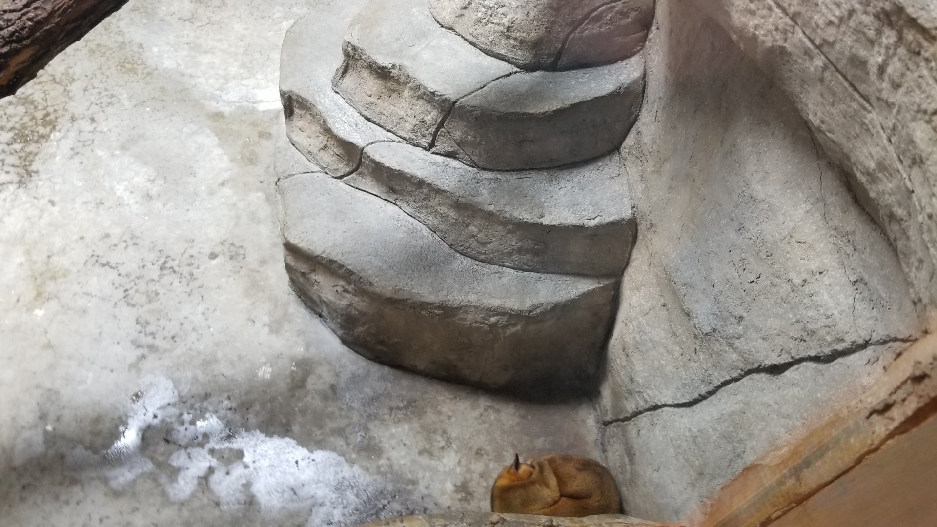 Brights Zoo - SA Building, Kinkajou