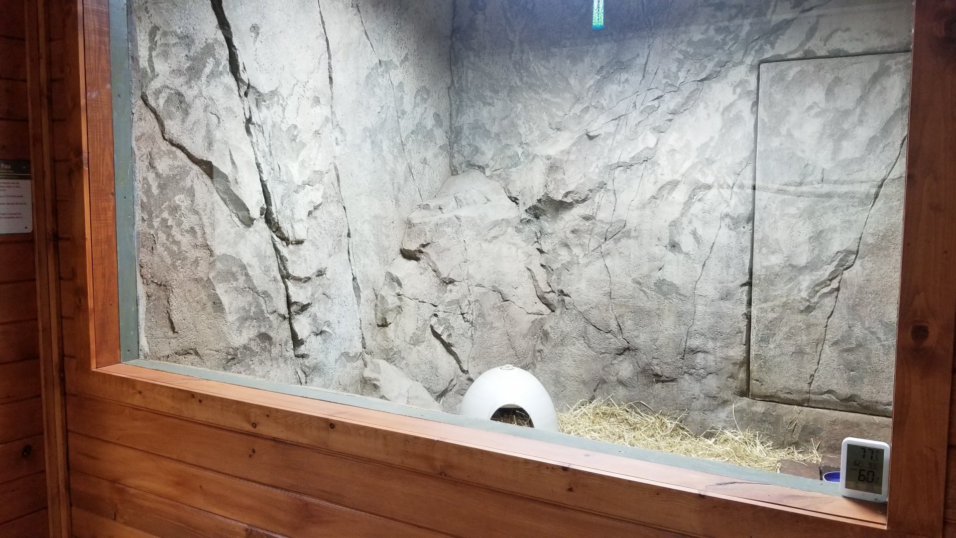 Brights Zoo - SA Building, Lowland Paca exhibit