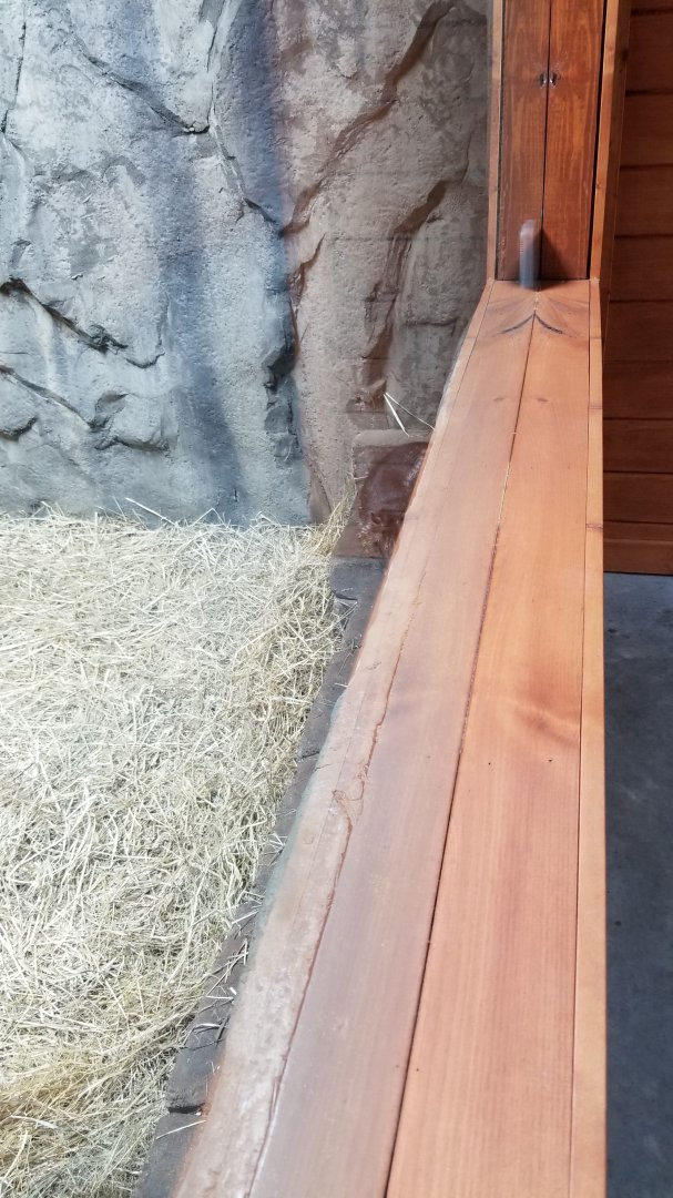 Brights Zoo - SA Building, Lowland Paca, sort of