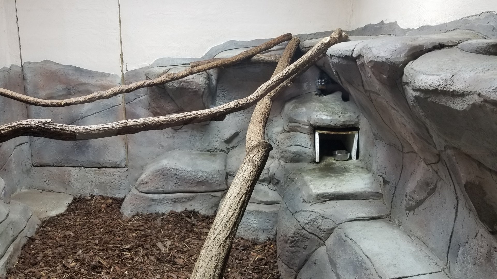 Brights Zoo - SA Building, Owl Monkey, Azara's