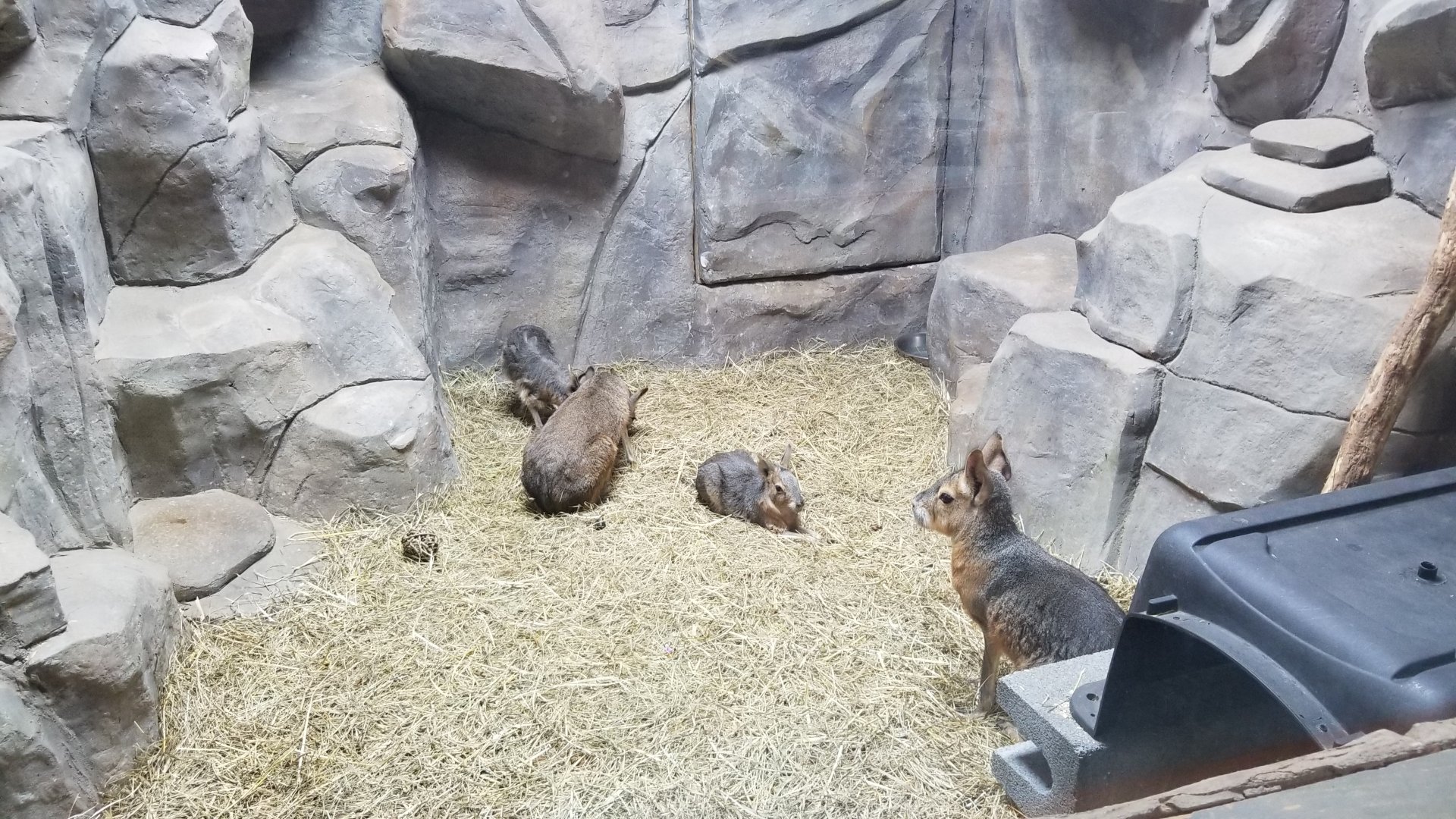 Brights Zoo - SA Building, Patagonian Mara, 2 babies