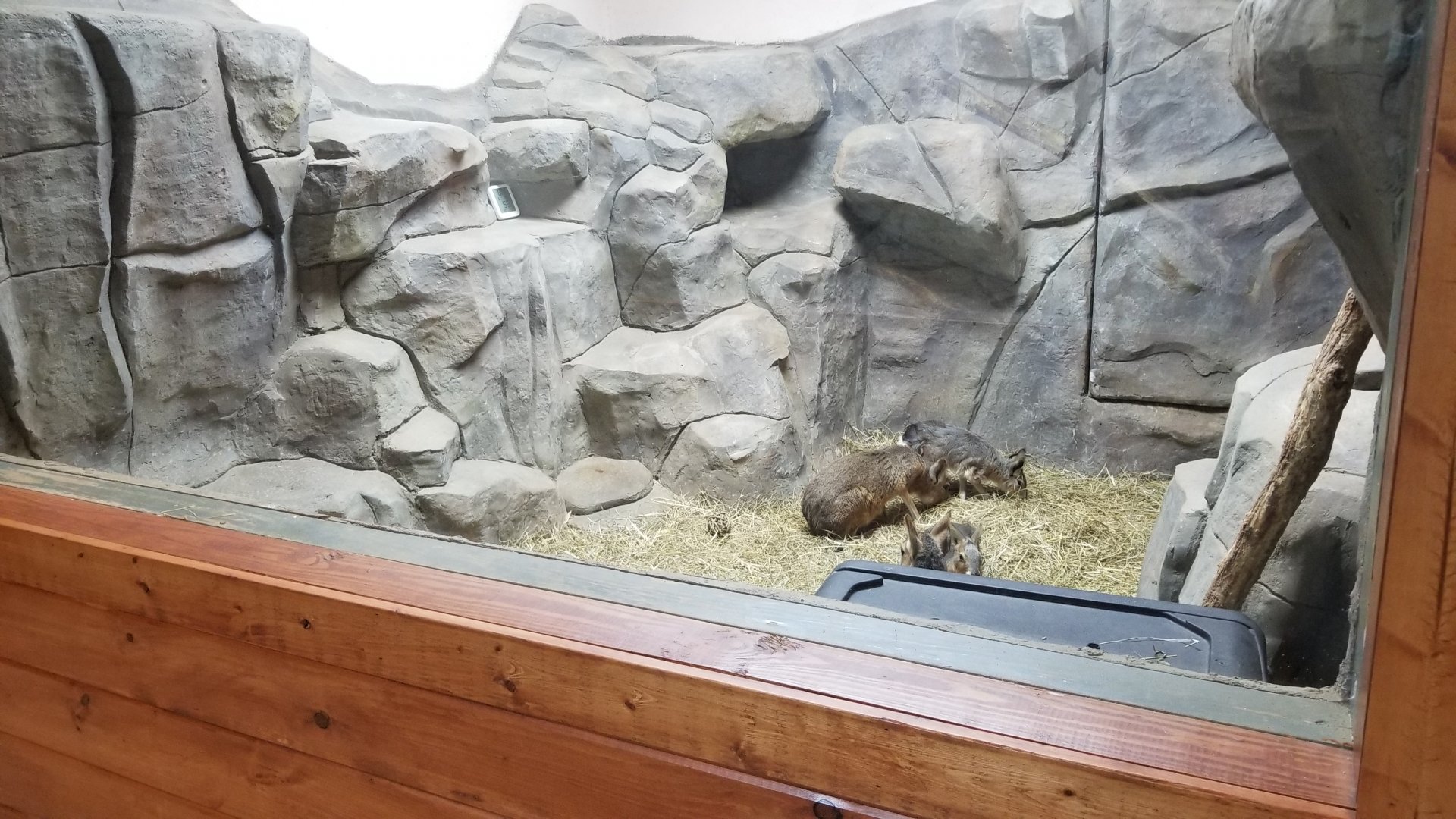 Brights Zoo - SA Building, Patagonian Mara