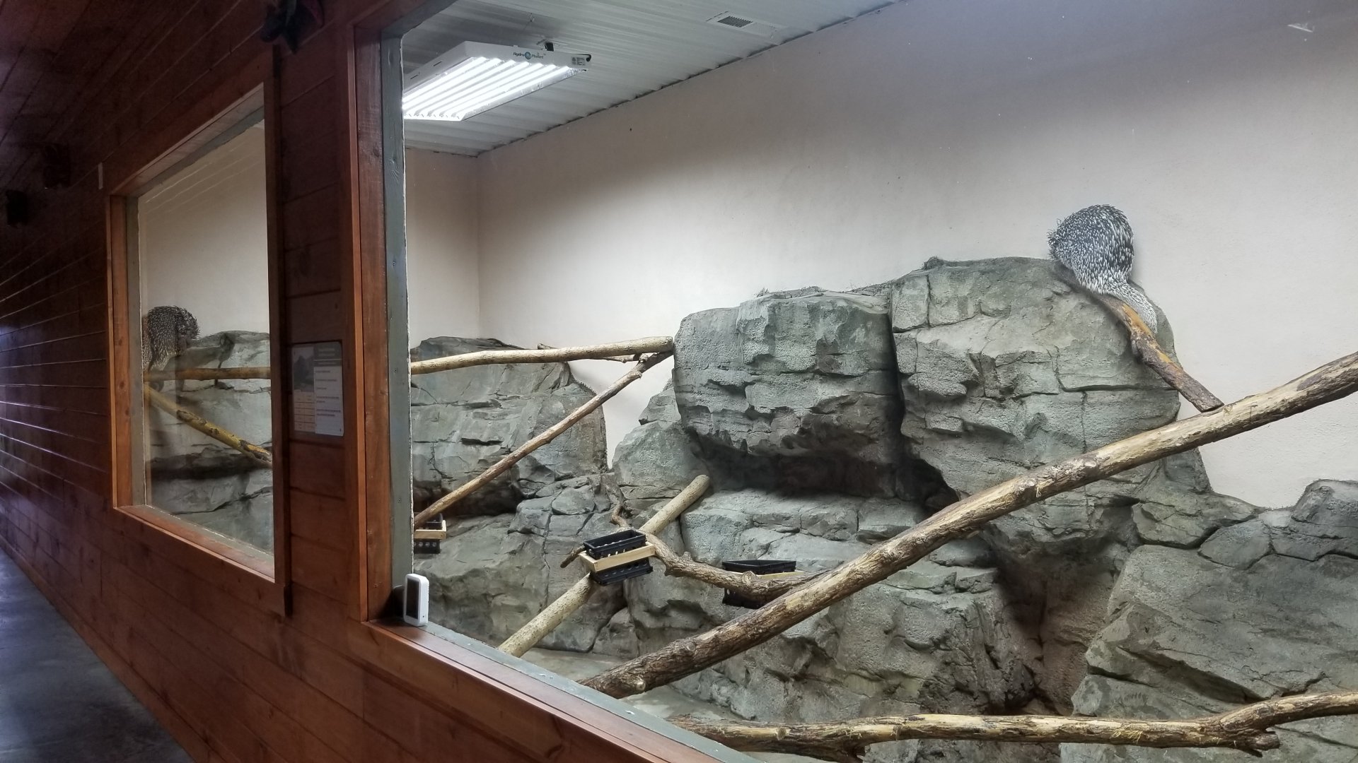 Brights Zoo - SA Building, Prehensile-tailed Porcupines