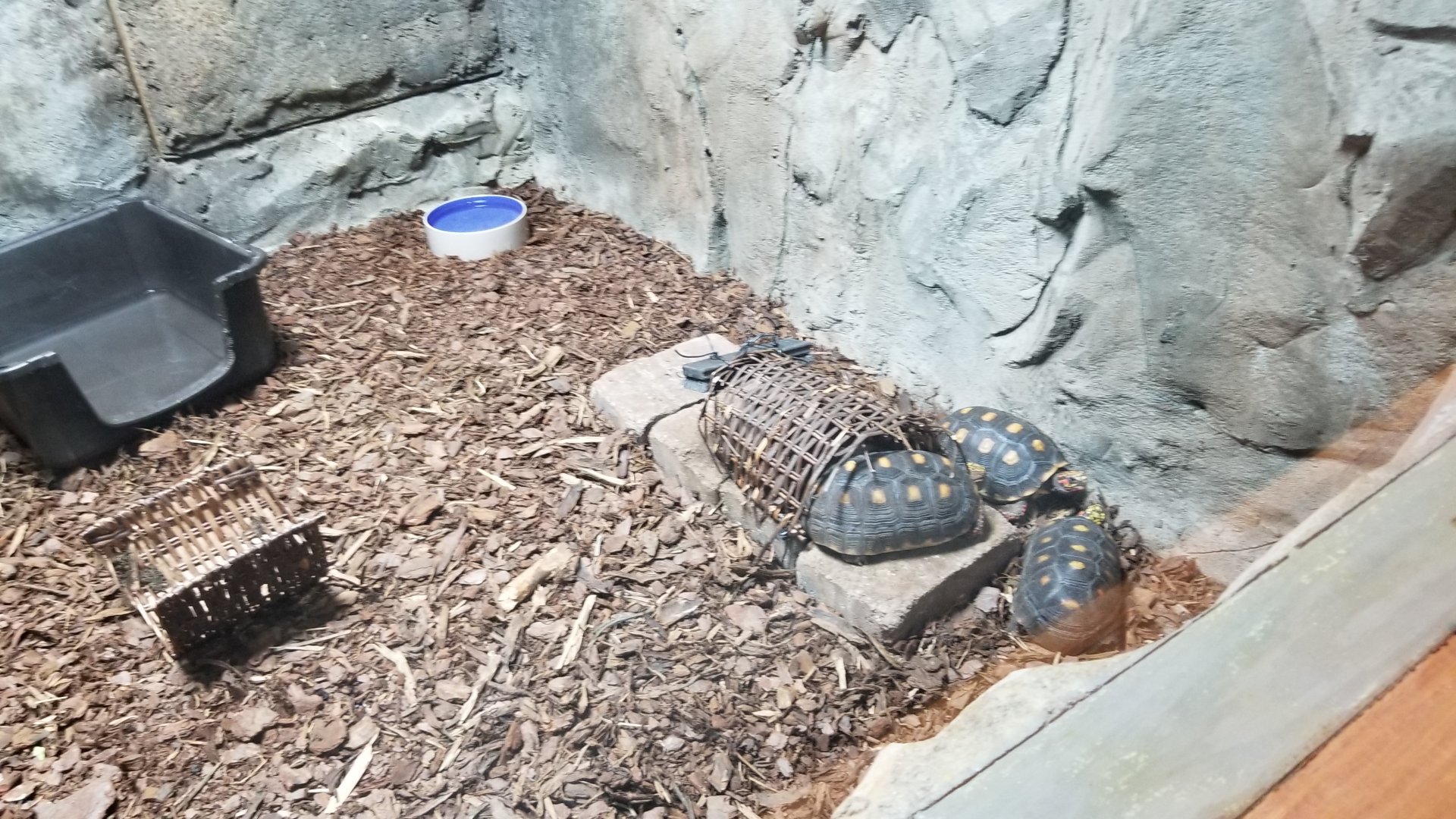 Brights Zoo - SA Building, Red-footed Tortoises