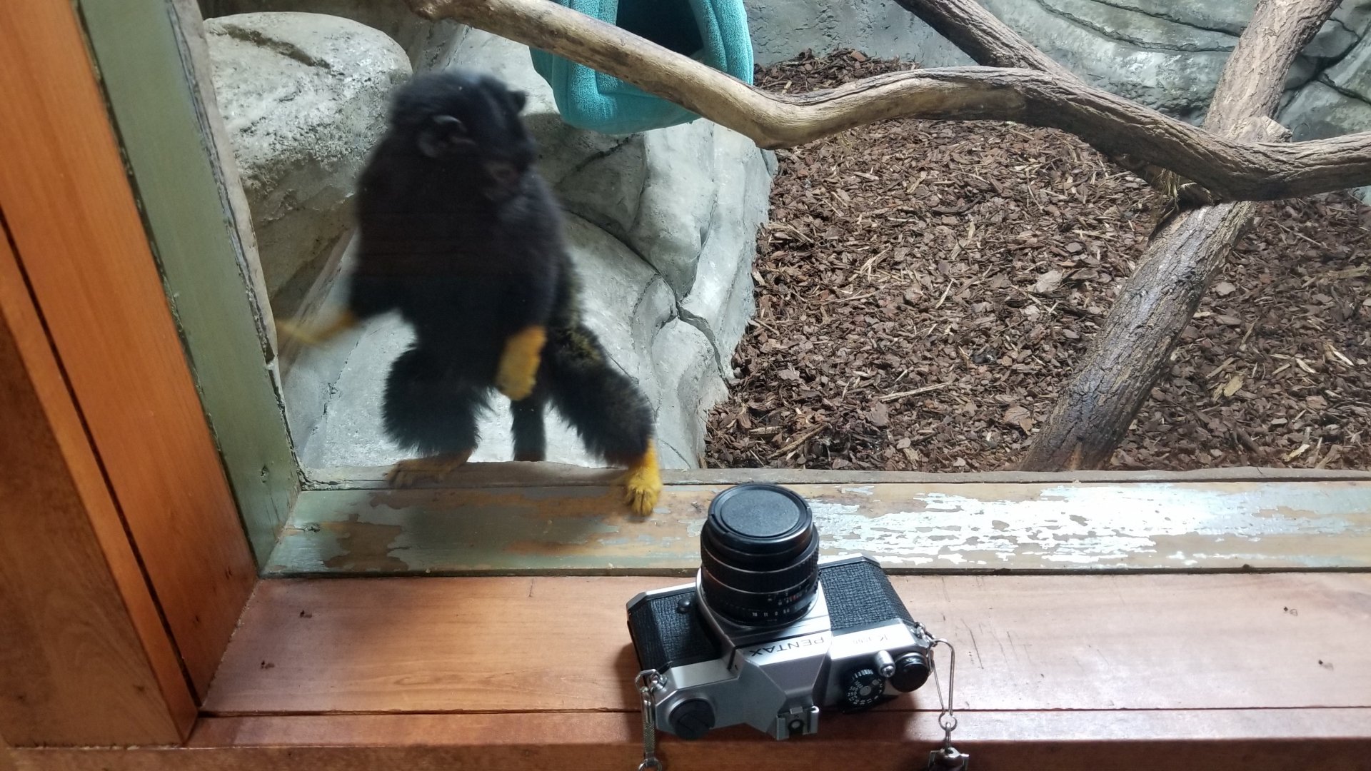 Brights Zoo - SA Building, Red-handed Tamarin