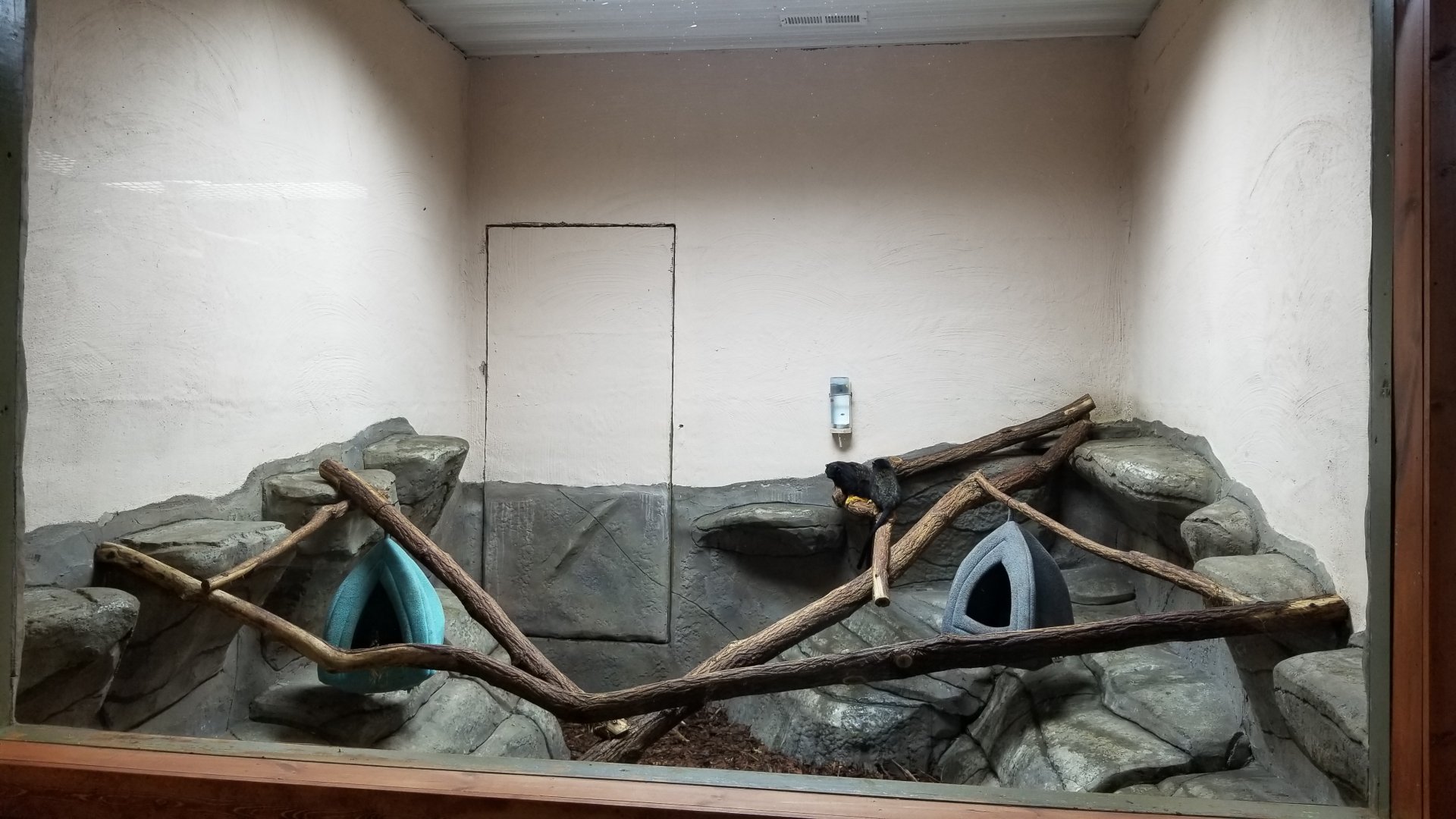 Brights Zoo - SA Building, Red-handed Tamarins