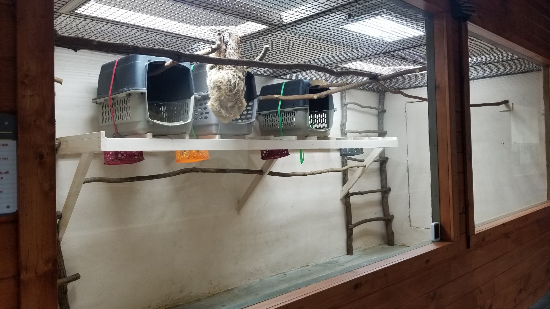 Brights Zoo - SA Building, Sloth exhibit 1