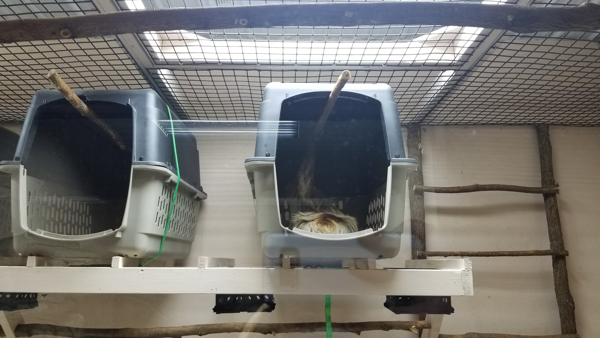 Brights Zoo - SA Building, Sloth exhibit #2